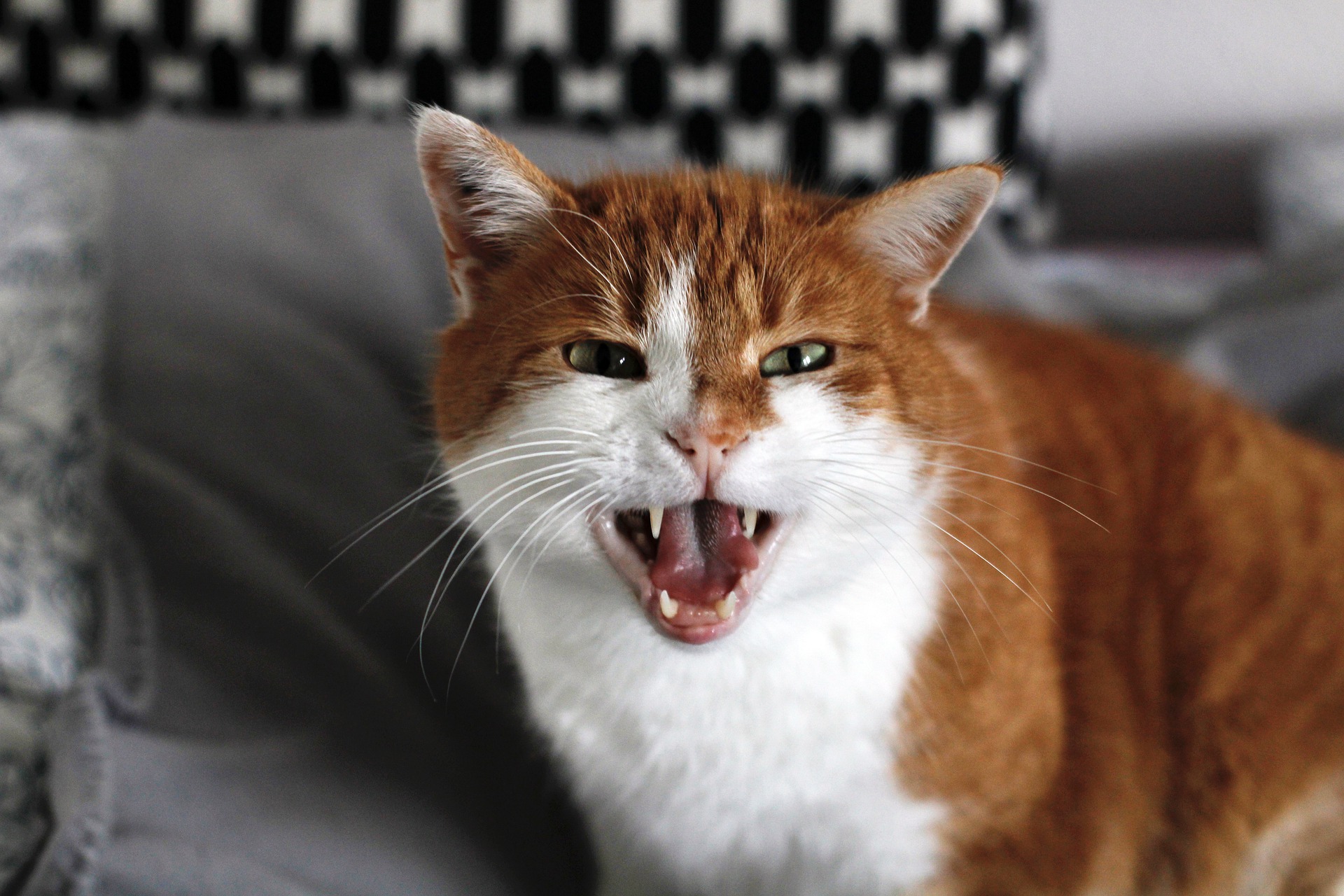Katze