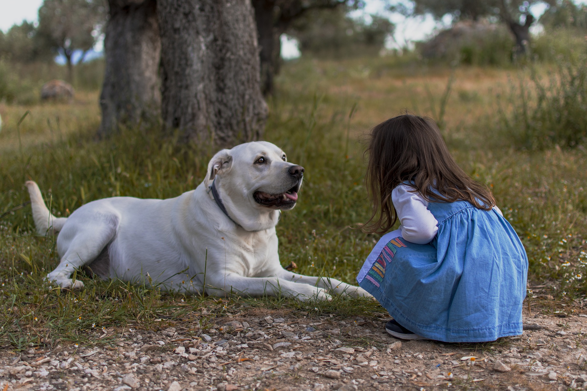 Therapiehund
