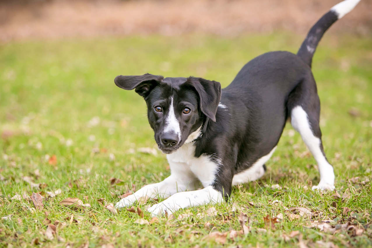Hunde Körpersprache