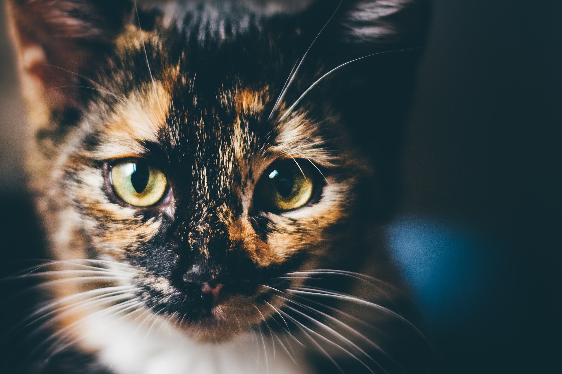 Katze Augen