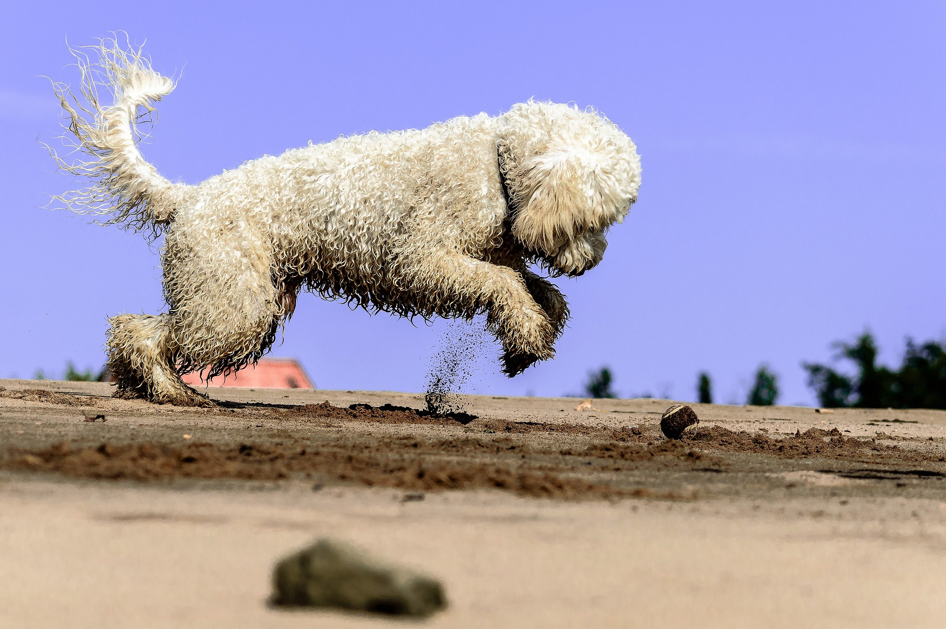 Golden Doodle