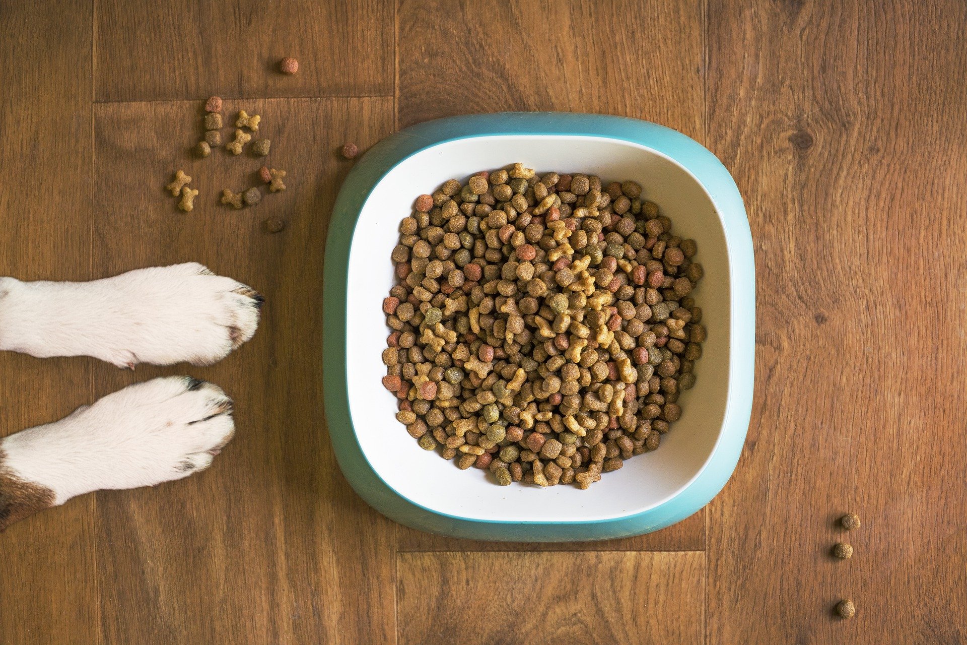dog food gfd9190619 1920