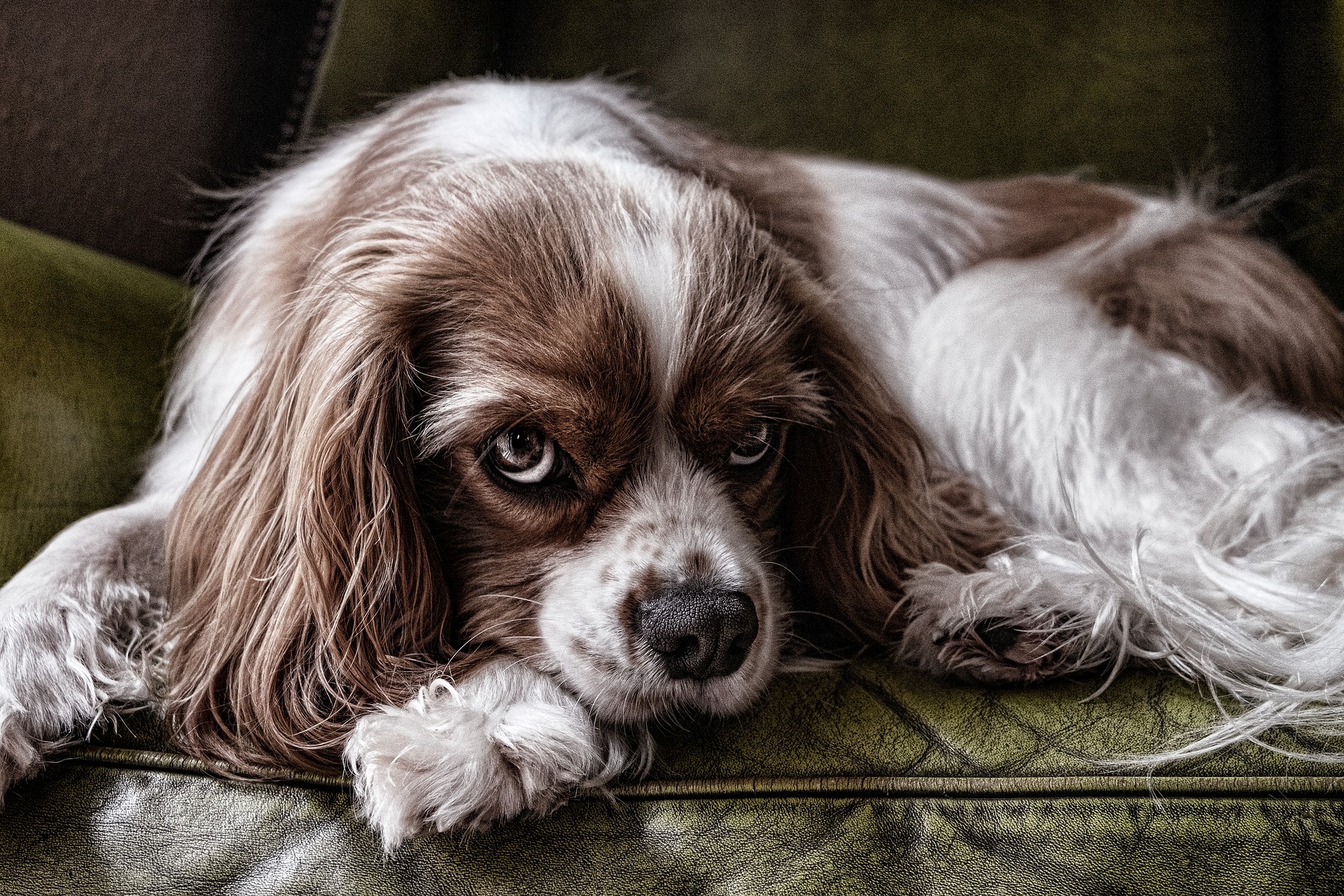 dog g053bd82e6 1920