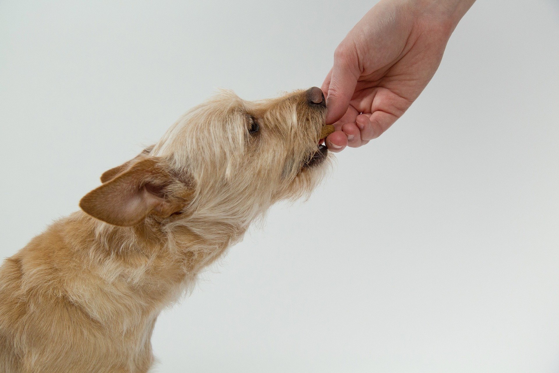 dog g35850ba17 1920