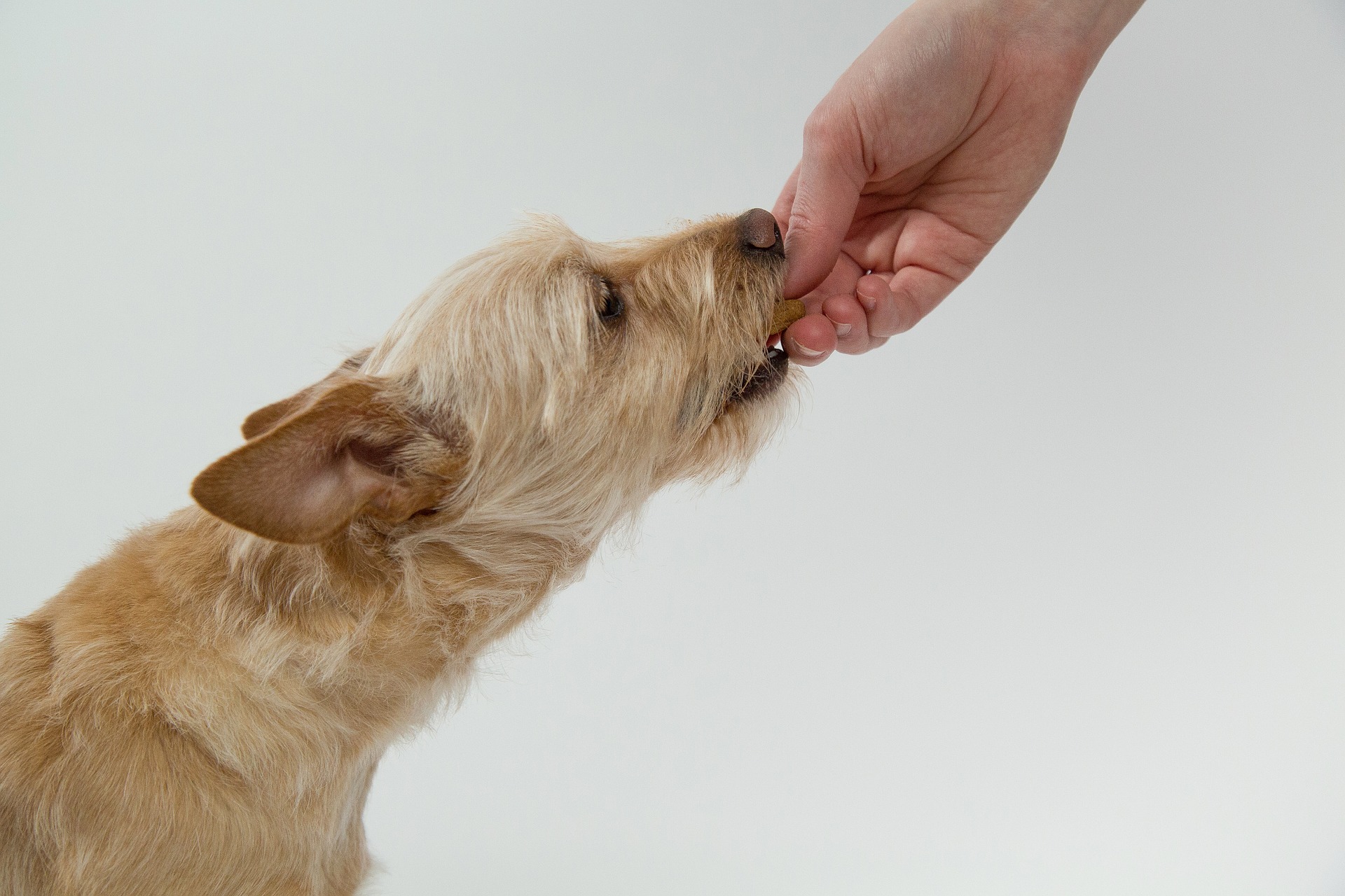 dog gac37e80b8 1920