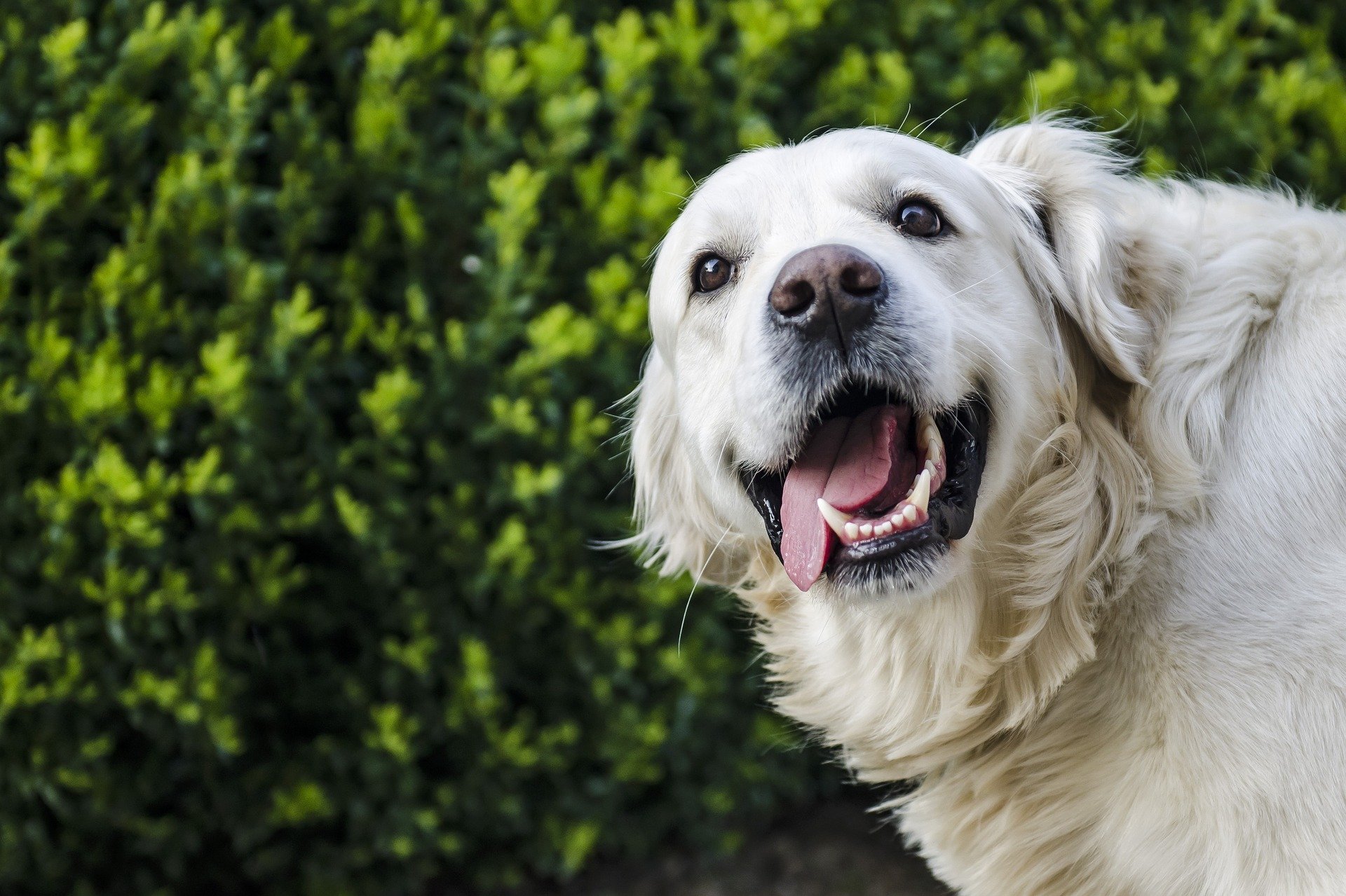 dog gcaf54e377 1920