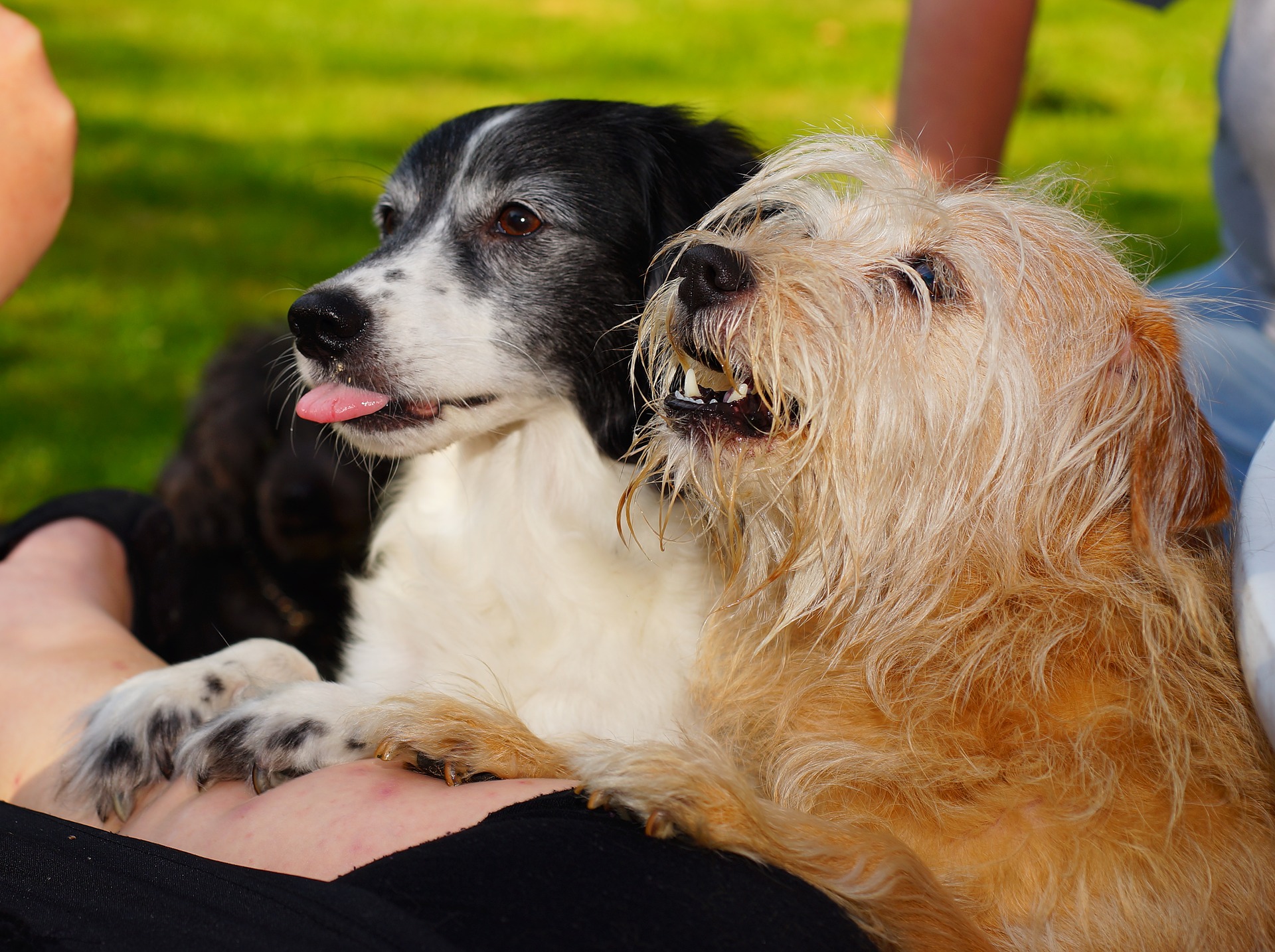 dogs g7d040b180 1920