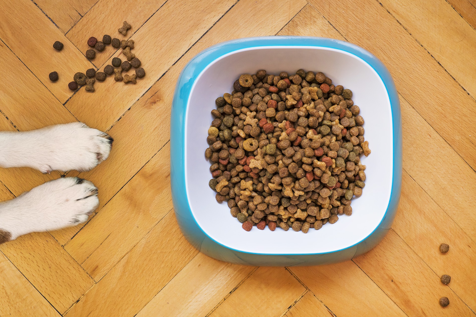 dry dog food g7ce625e79 1920