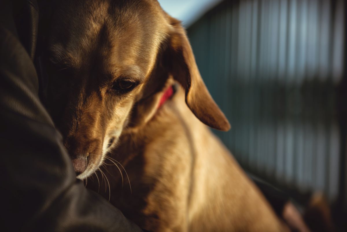hund magen-darm