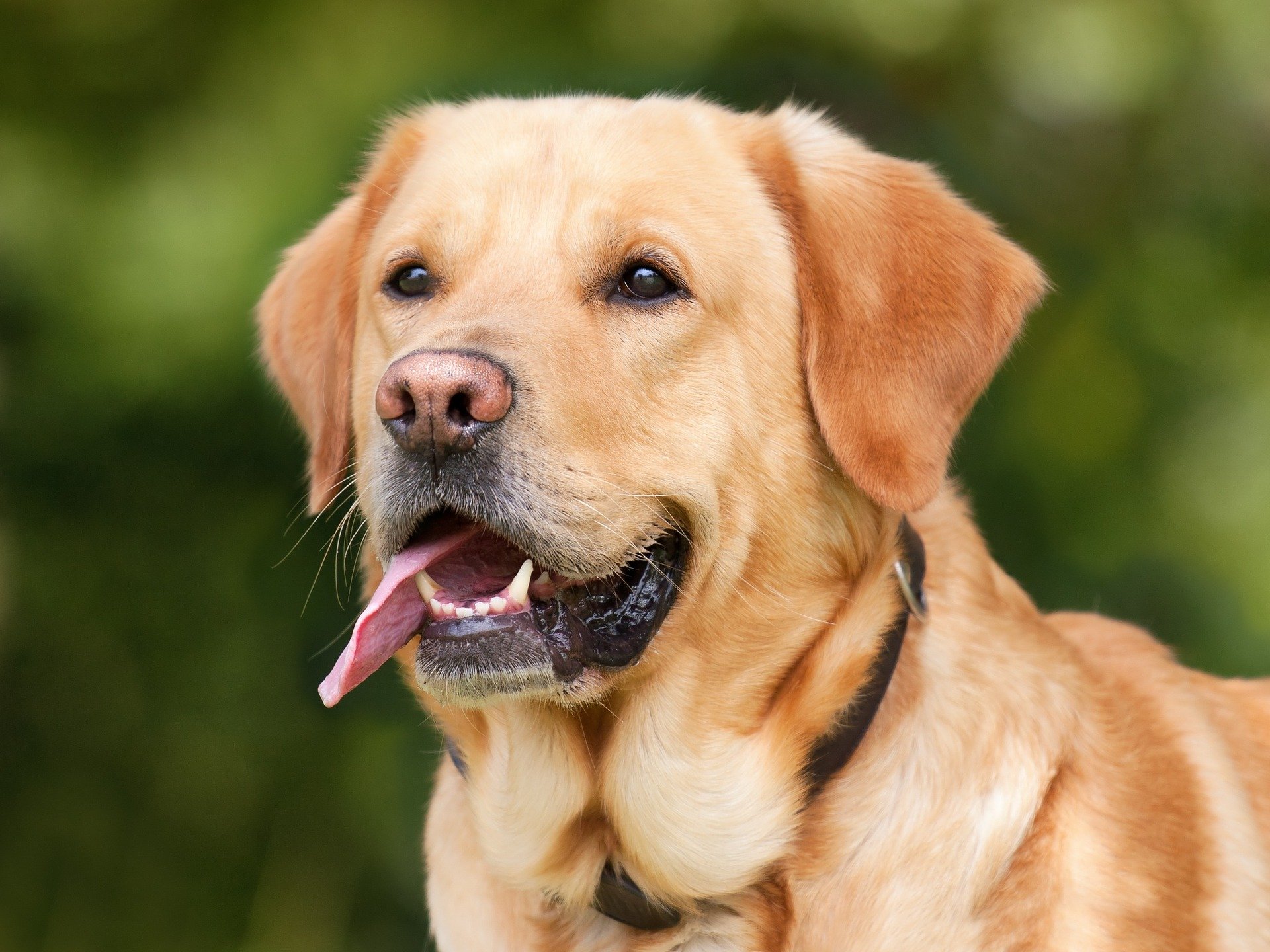 labrador retriever g957c382c8 1920