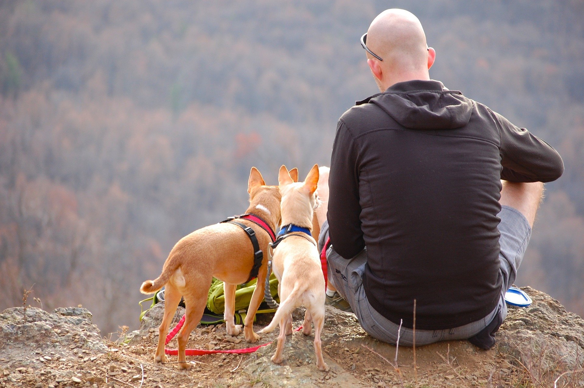 reise mit hund