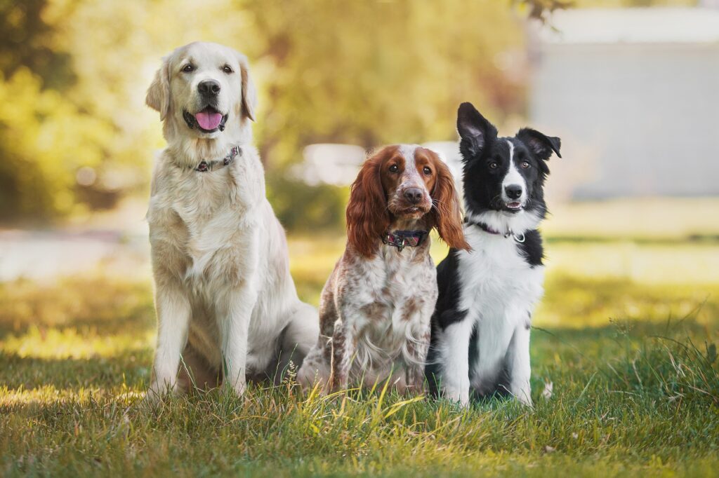 Drei Hunde