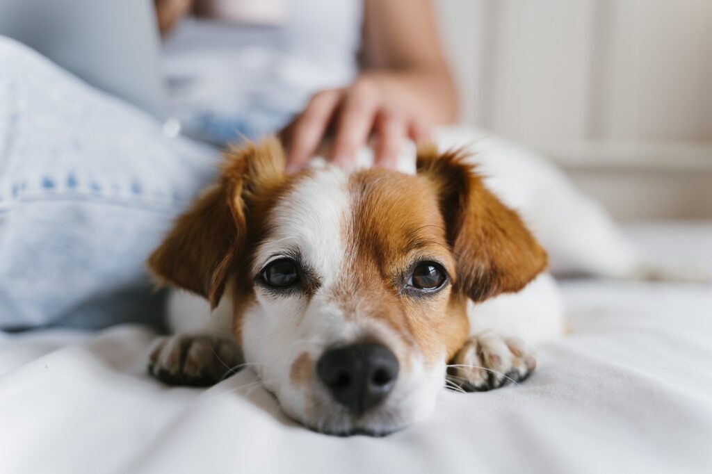 Hund Kopf