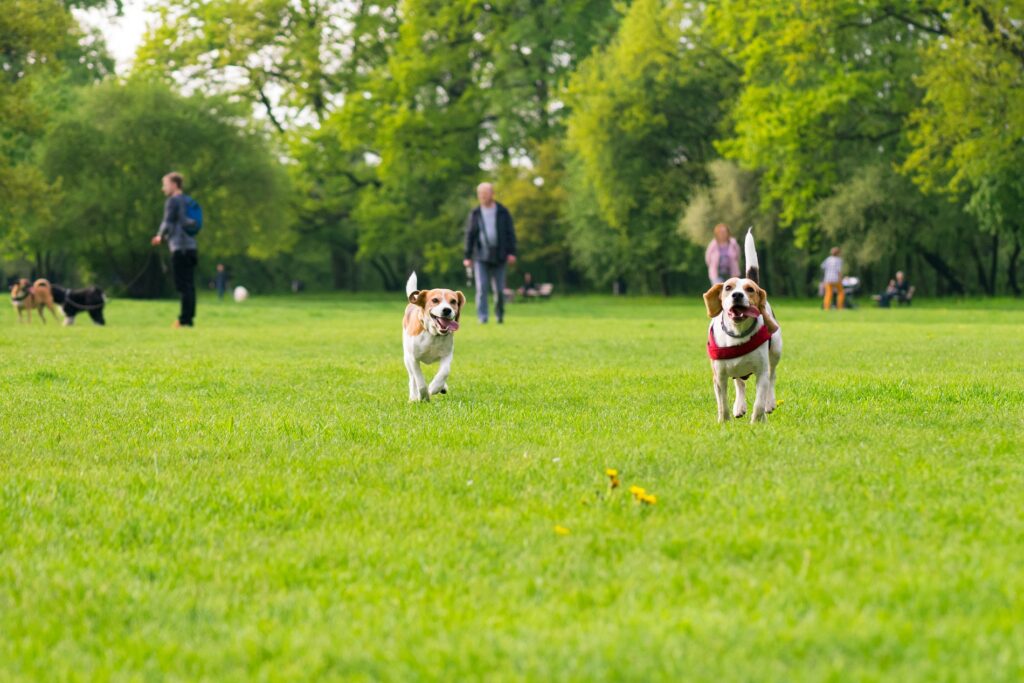 Hundewiese