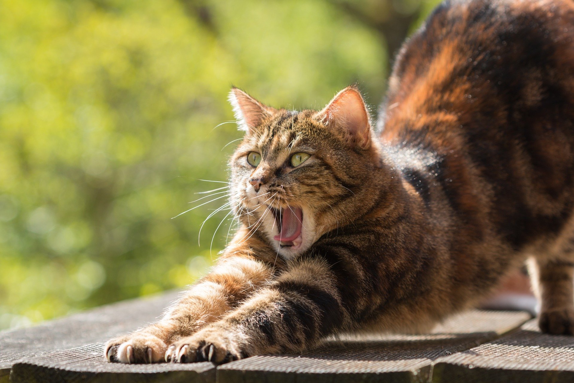 cat g219015d56 1920