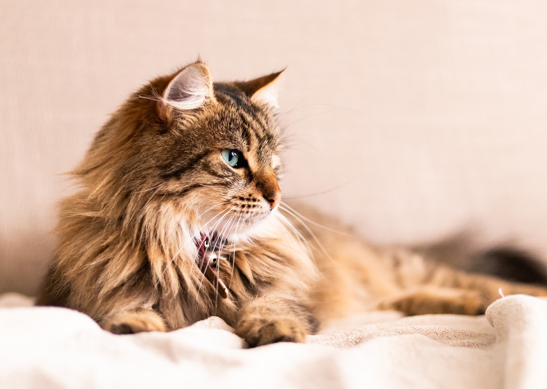 cat g739b8da03 1920
