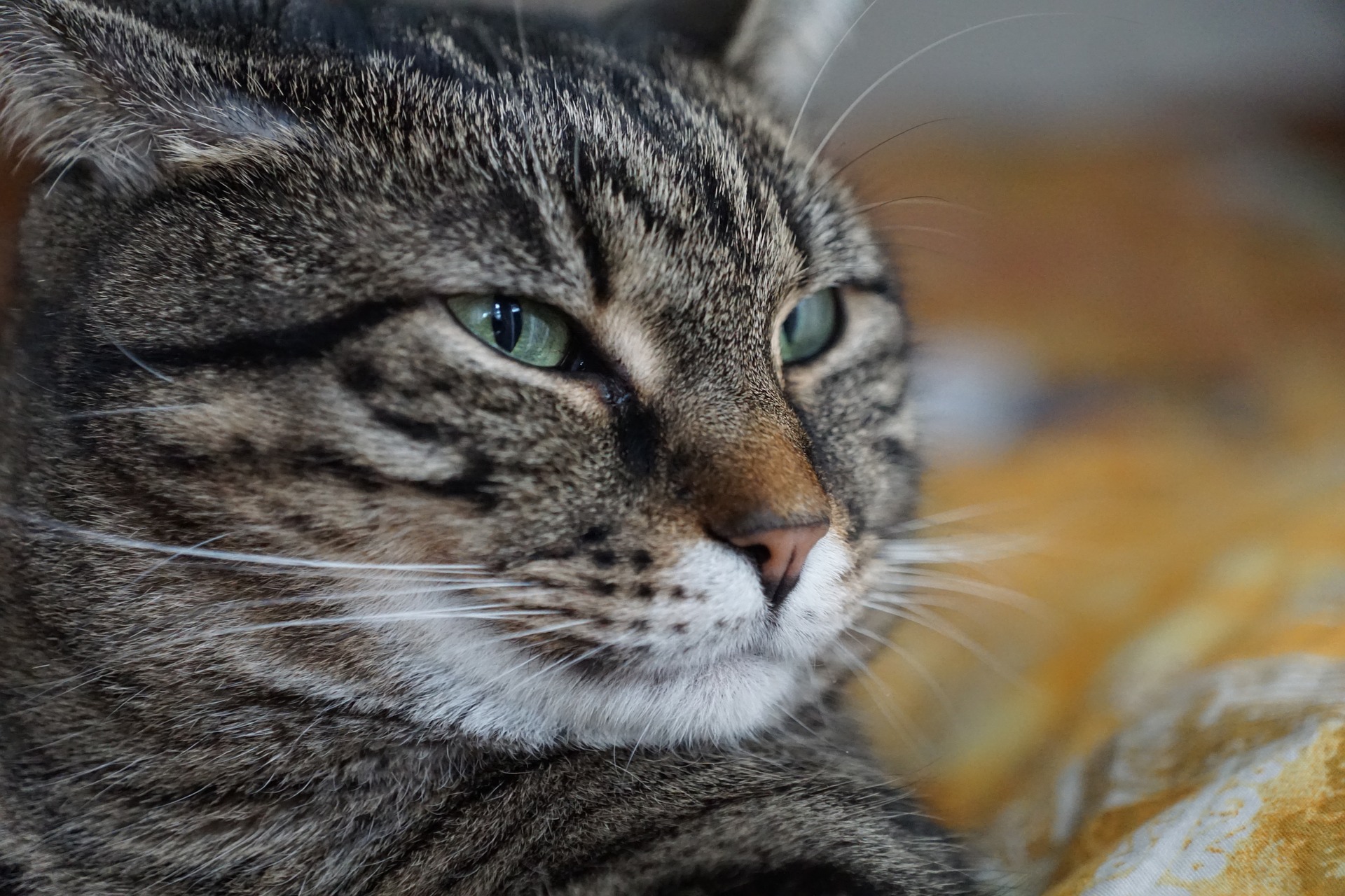 cat gb54736d30 1920