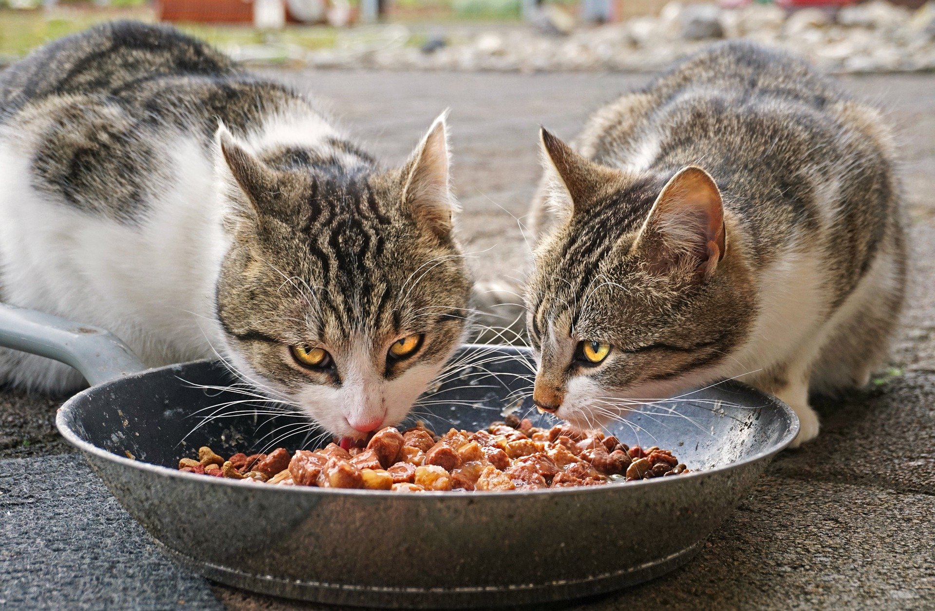 cats g466d04881 1920