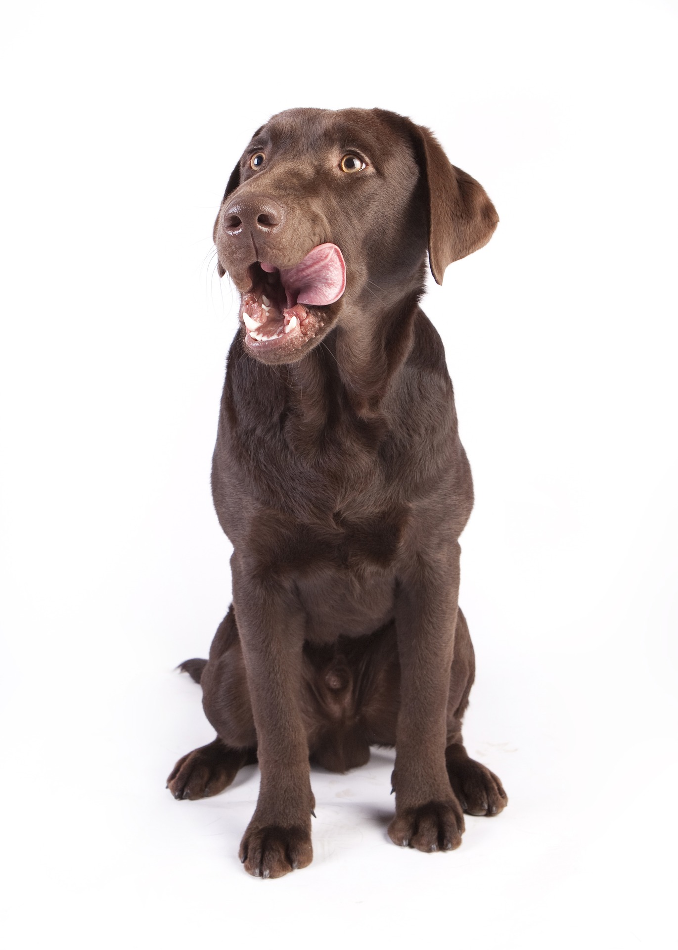 dog g440a69e8e 1920