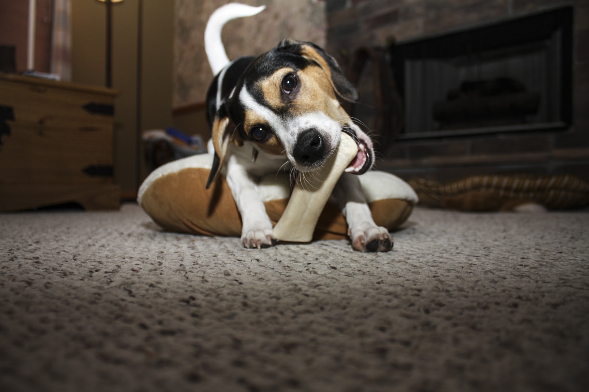 dog g6ca2ffd6d 1920