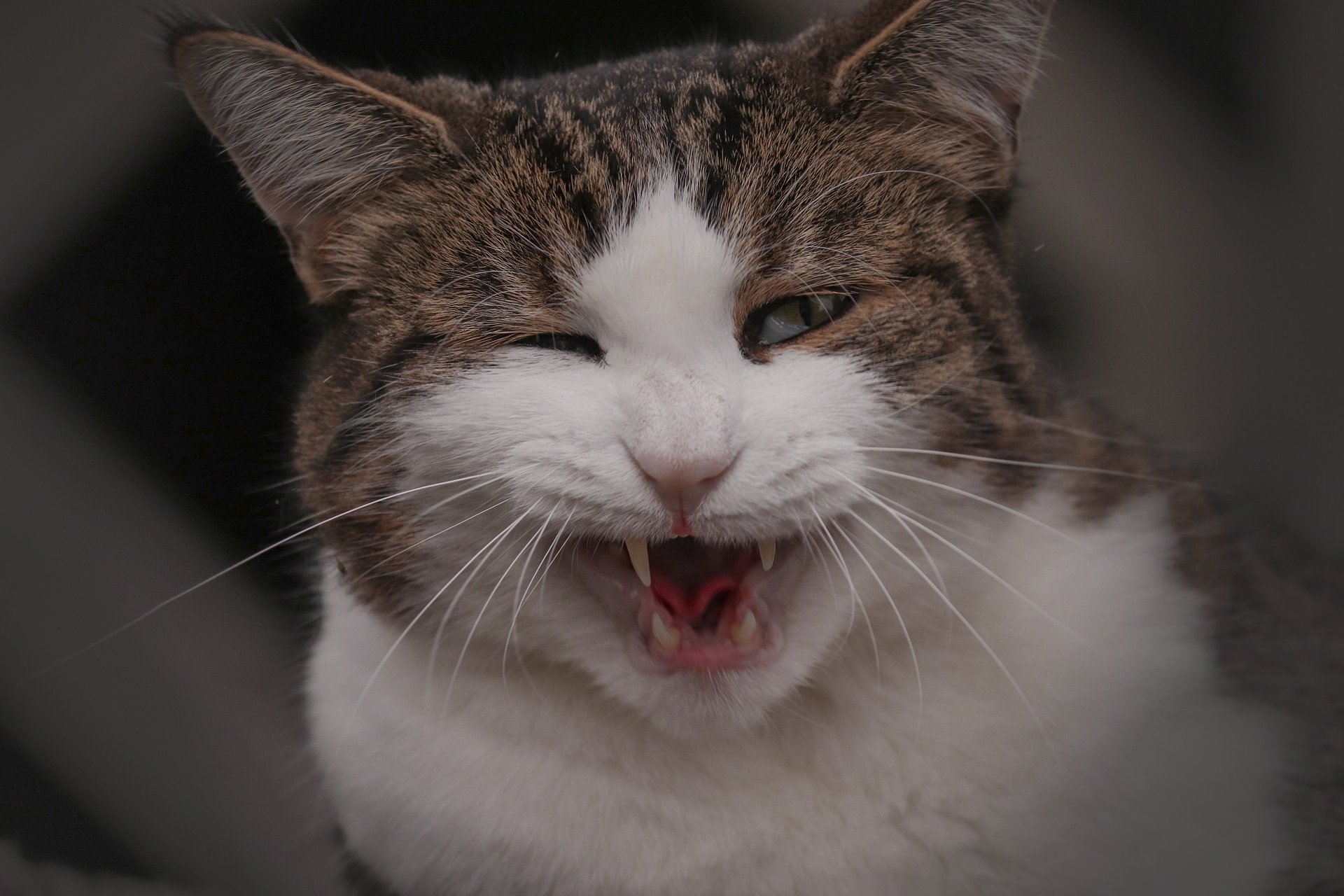 domestic cat ga35dff479 1920