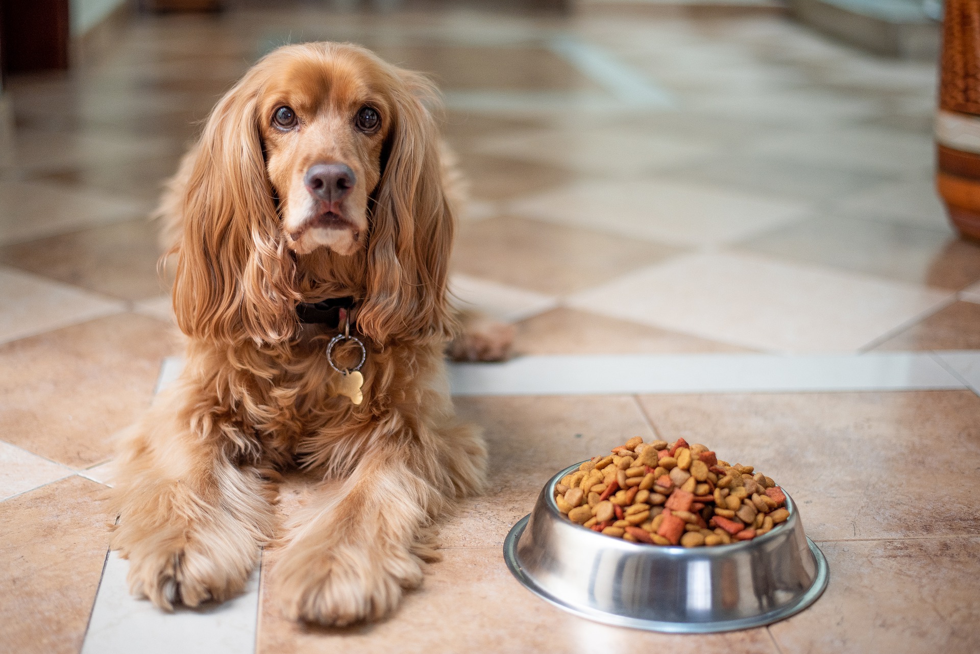 english cocker spaniel gd68ce3170 1920