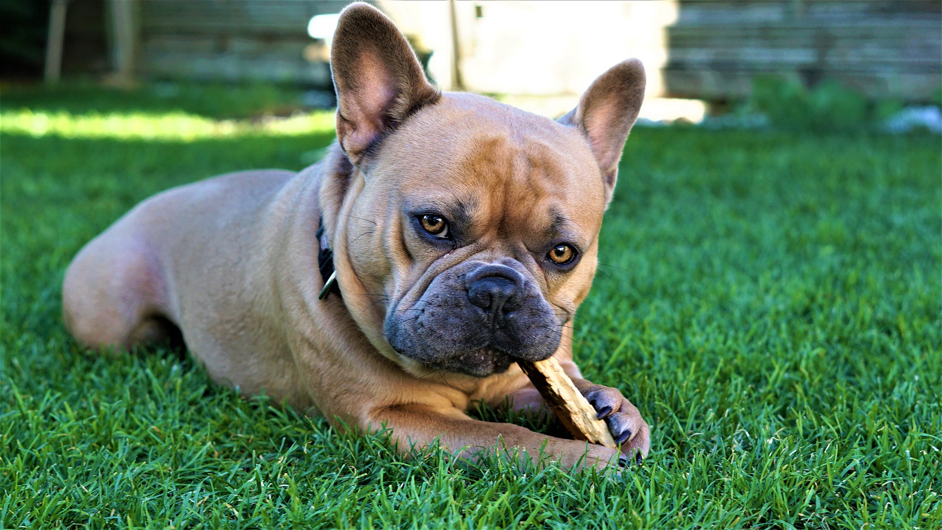 french bulldog gd3c773c02 1920