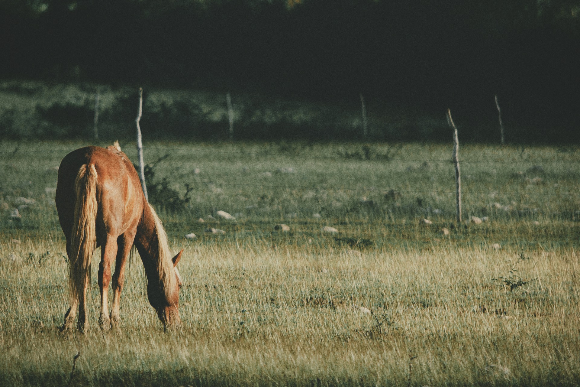 horse gbe1d32922 1920