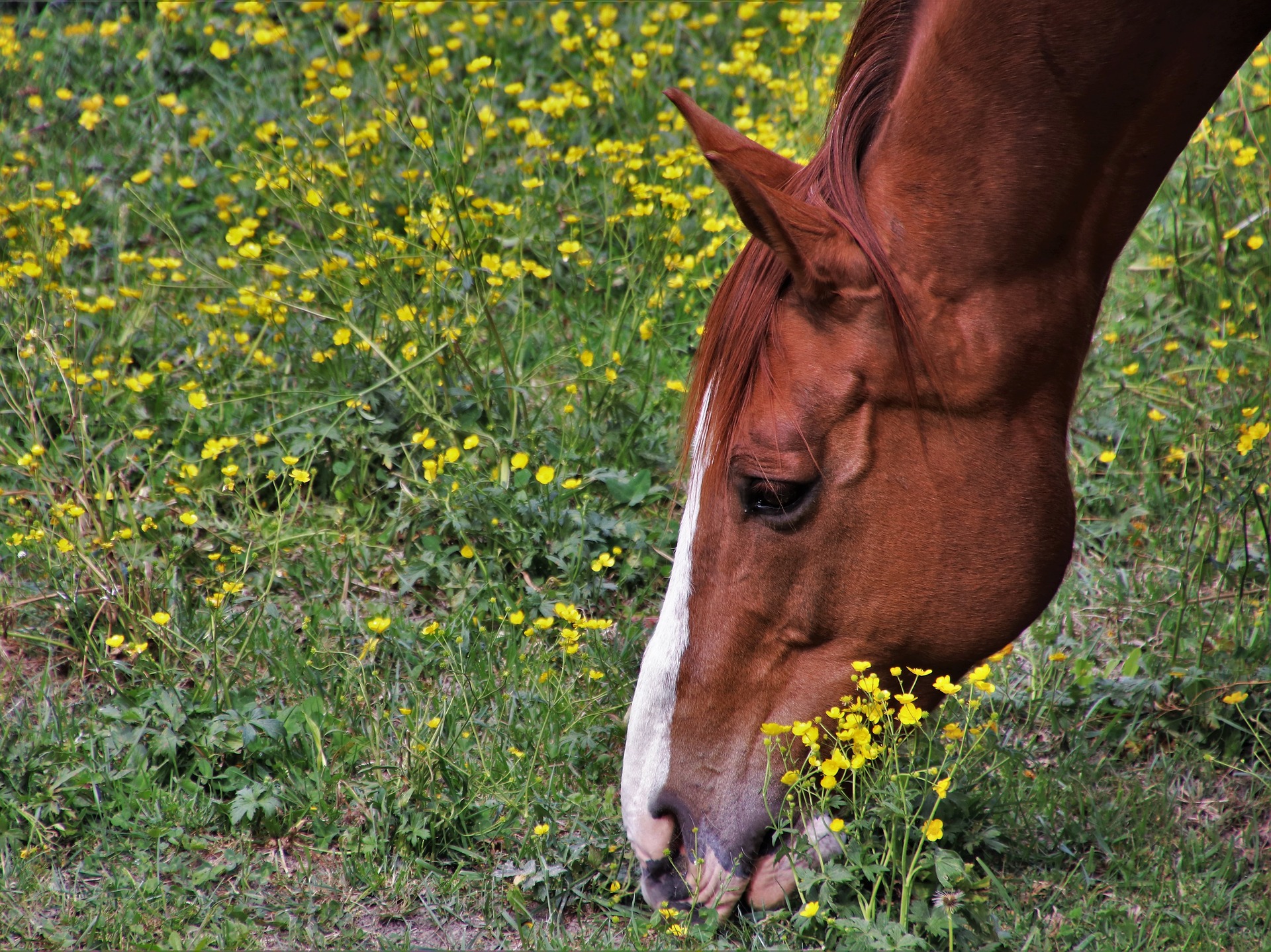 horses g5cfa1d68d 1920