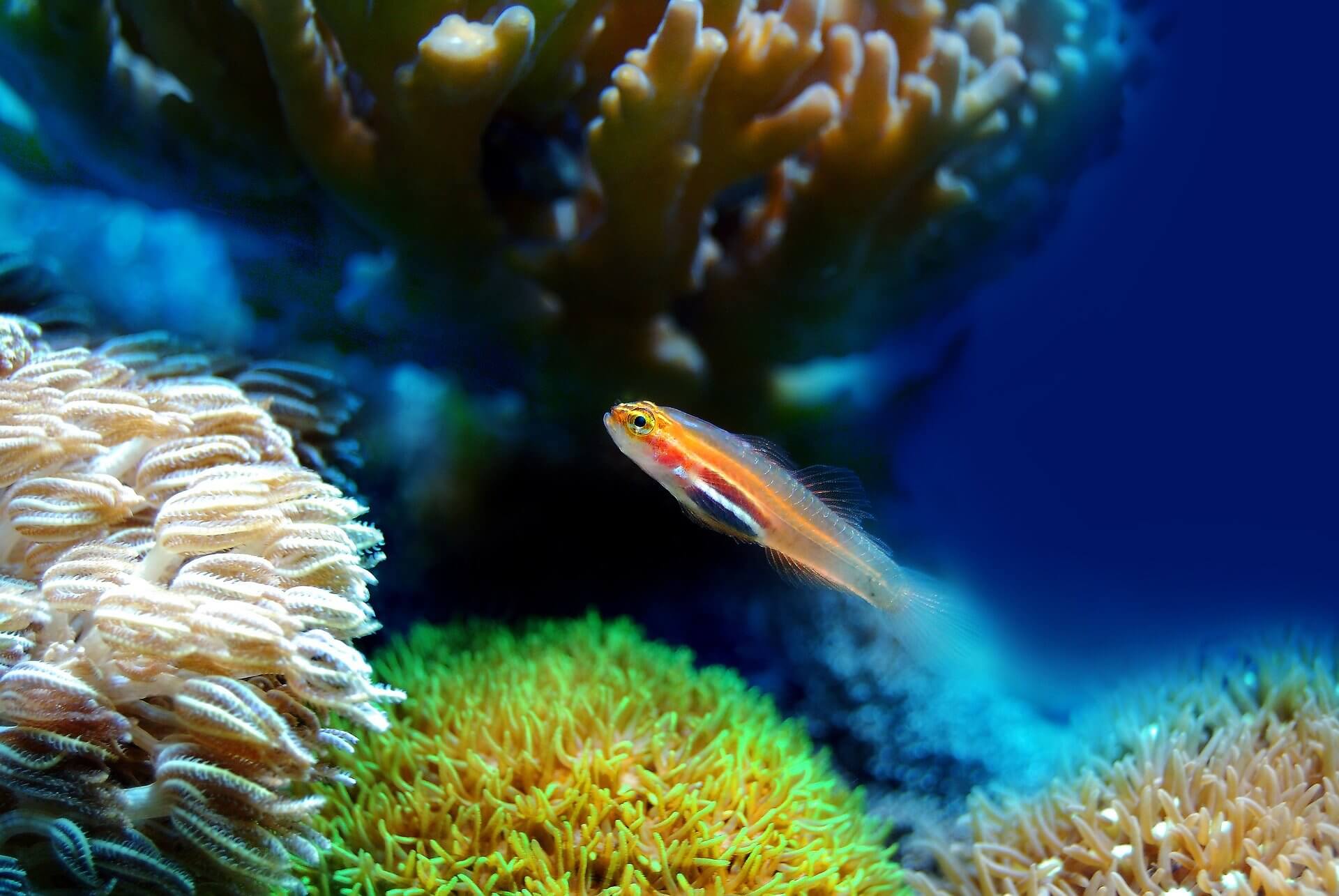 kleiner Fisch