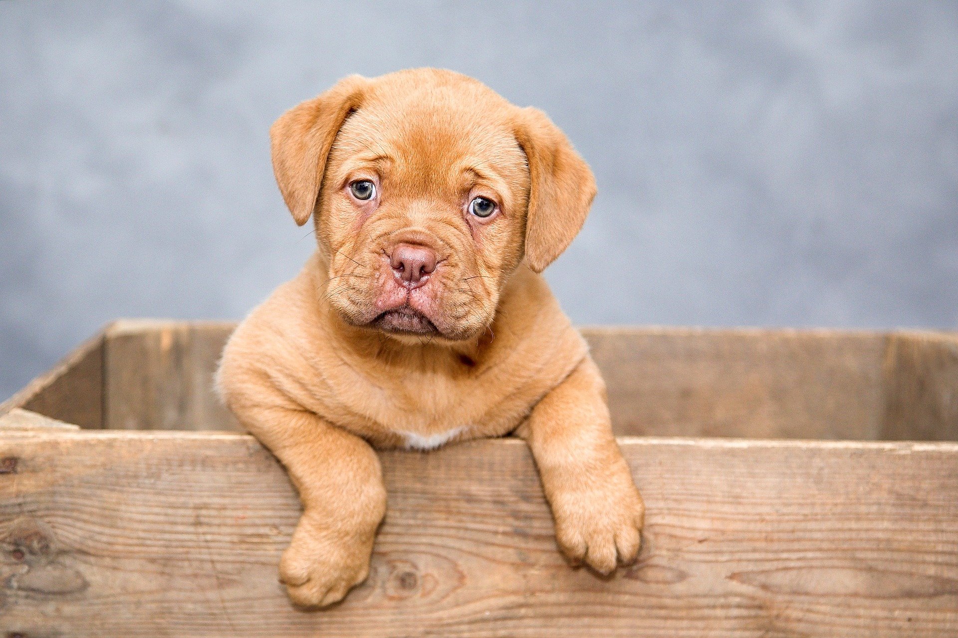 puppy g6b1bcf160 1920