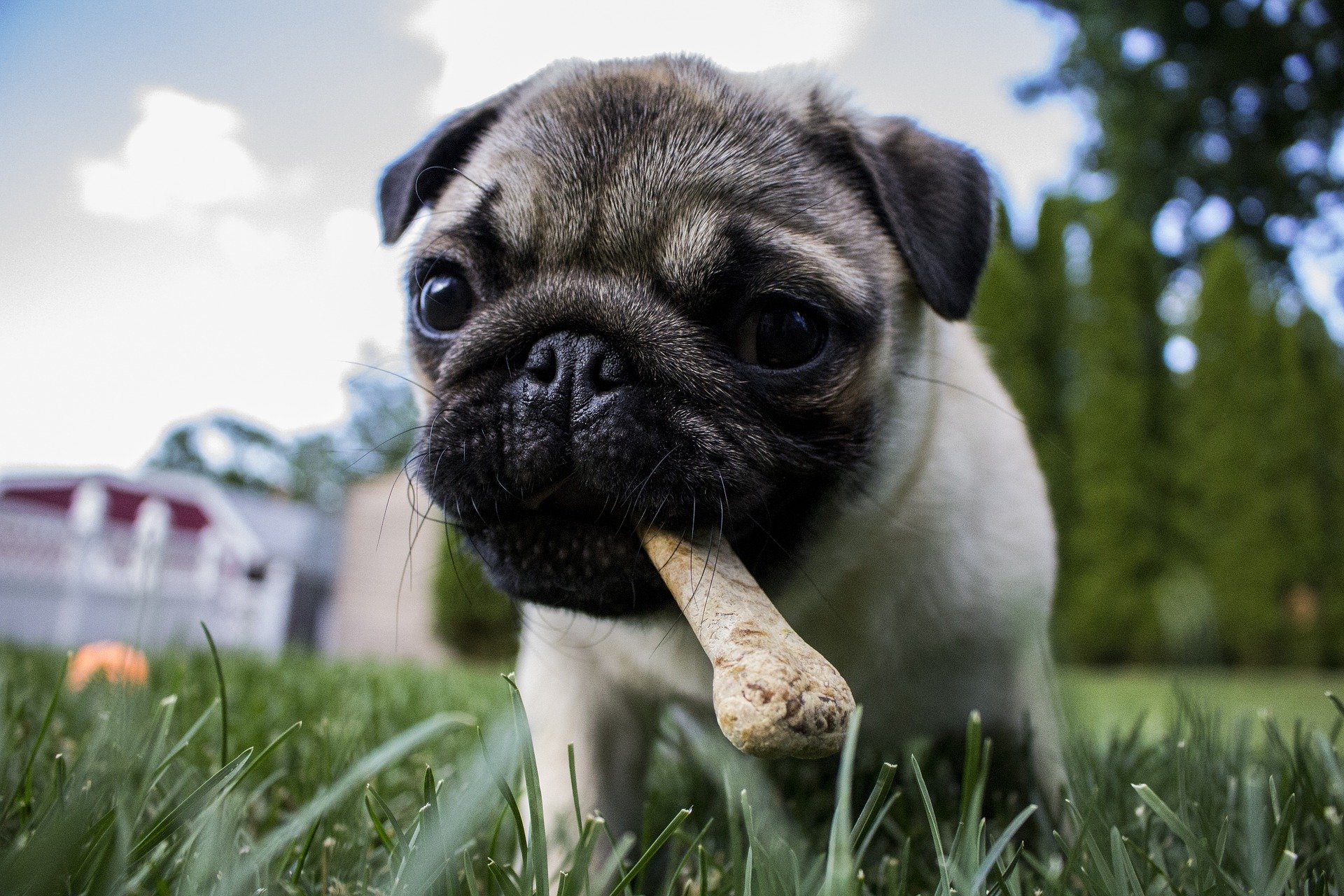 puppy g761b97278 1920