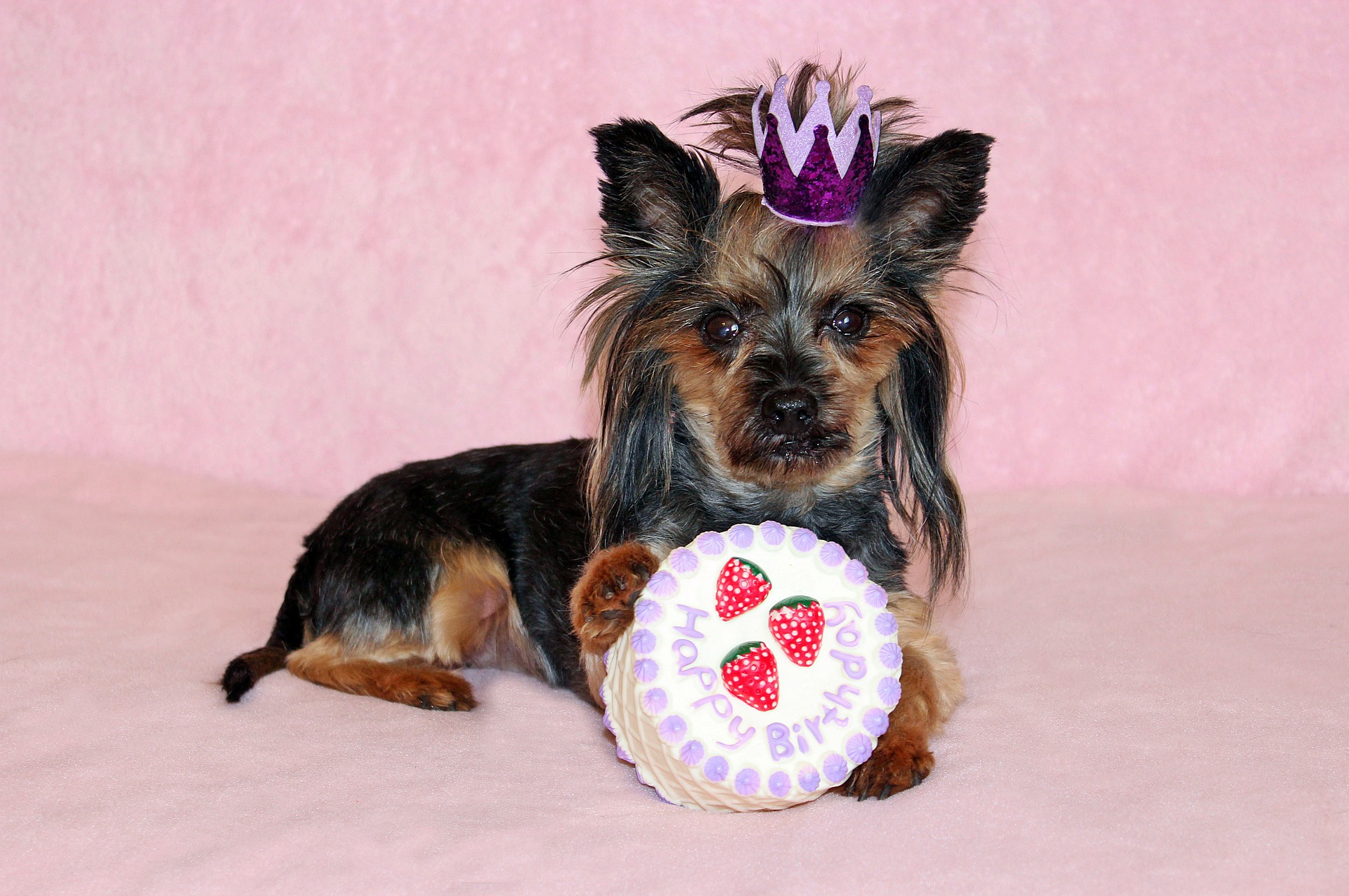 yorkie gd3863a4bf 1920