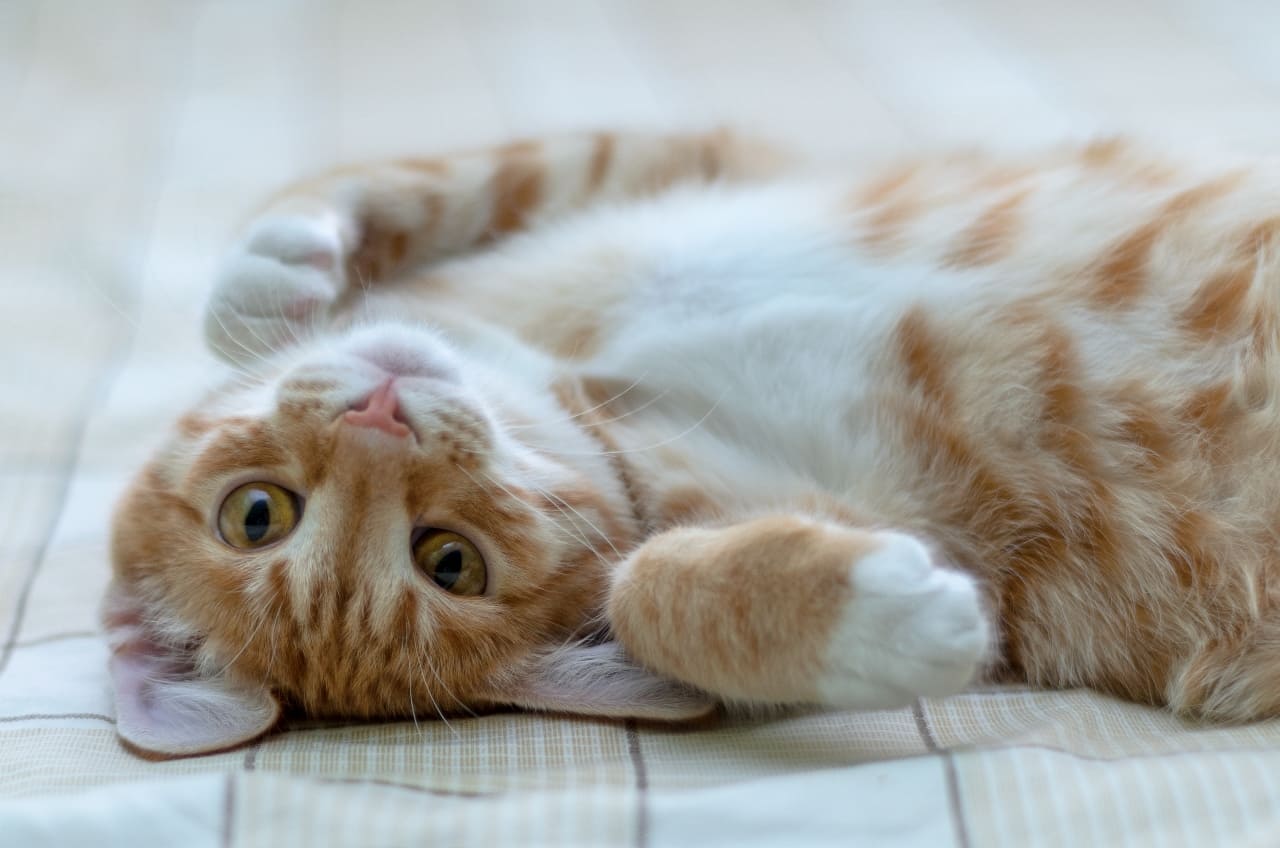 Deine Katze ist rollig? Das kannst Du dagegen tun!