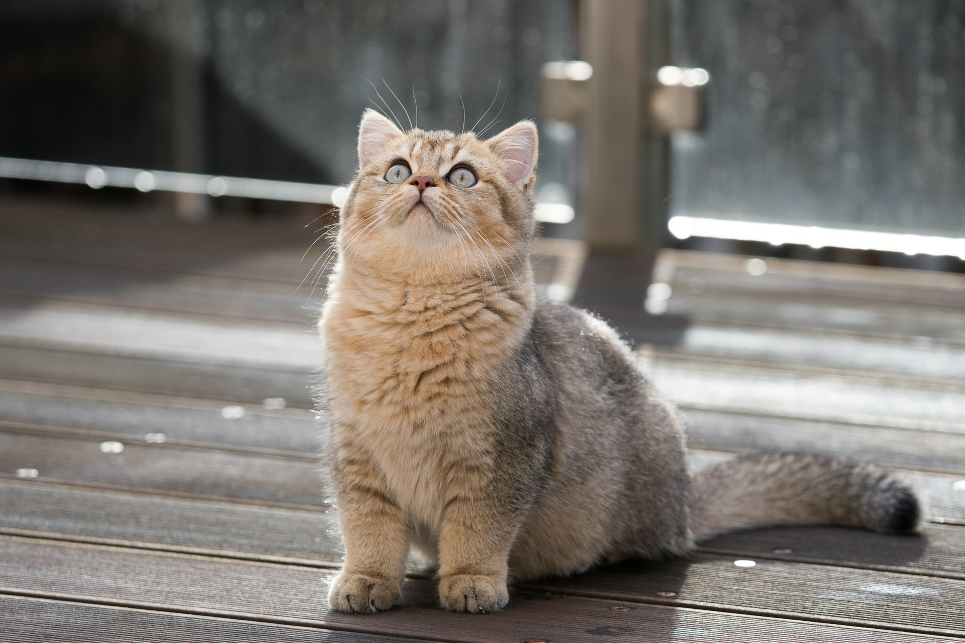british shorthair g8bab0f78e 1920