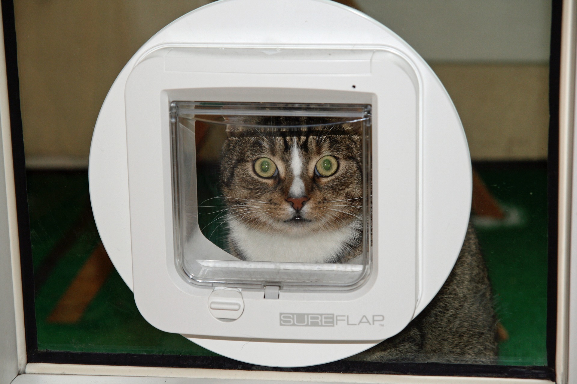 cat flap g5e8088541 1920