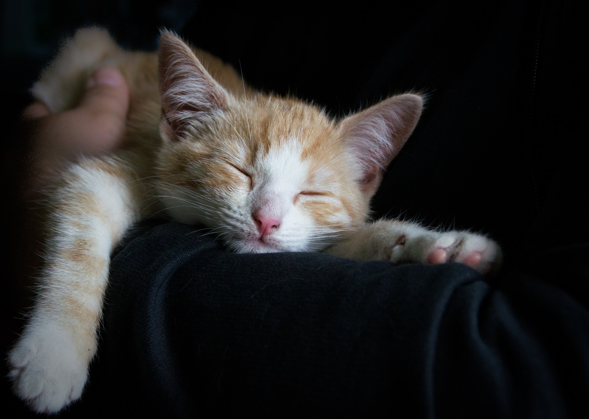 cat g1f43e2cf5 1920