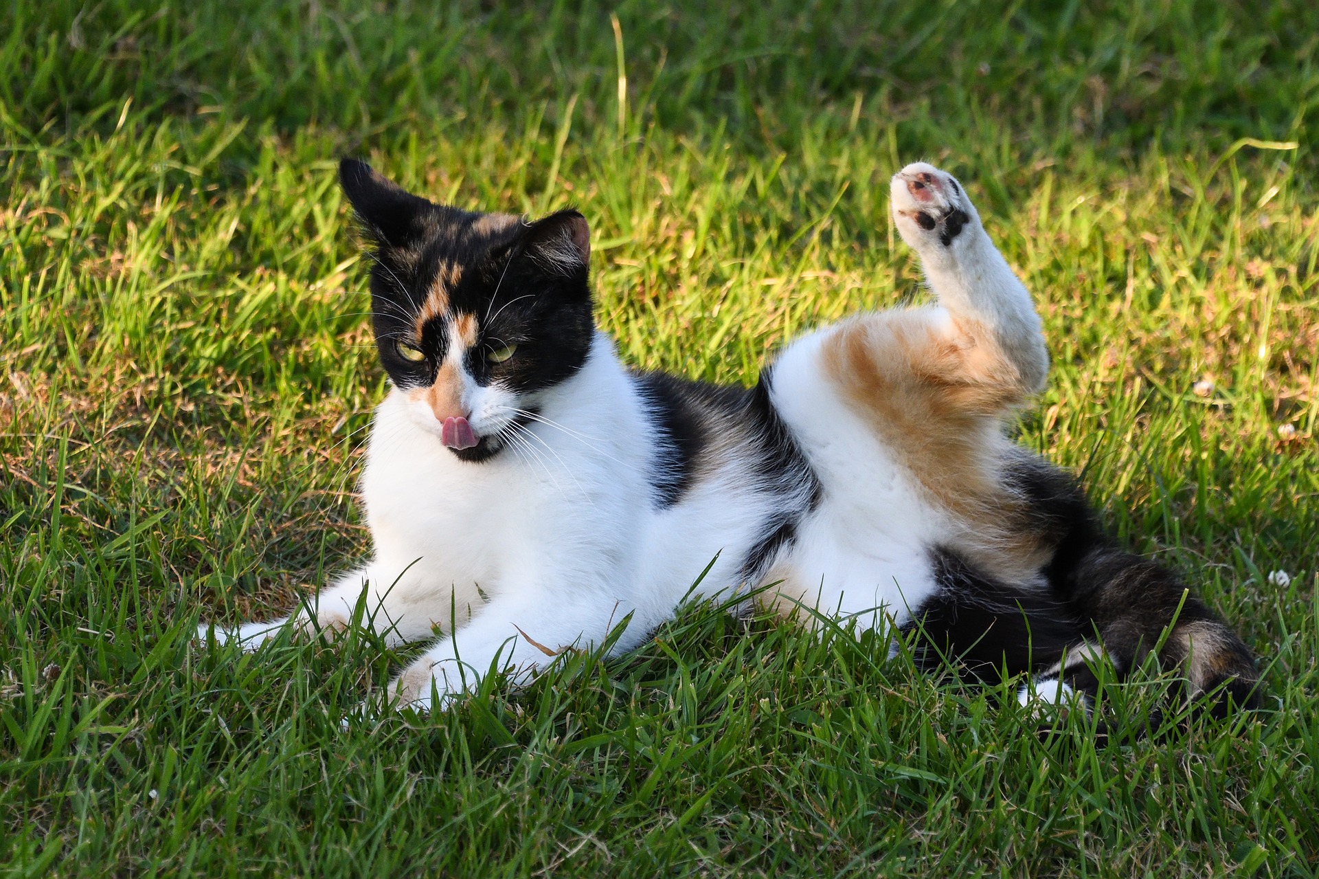 cat g4d1a88c8b 1920