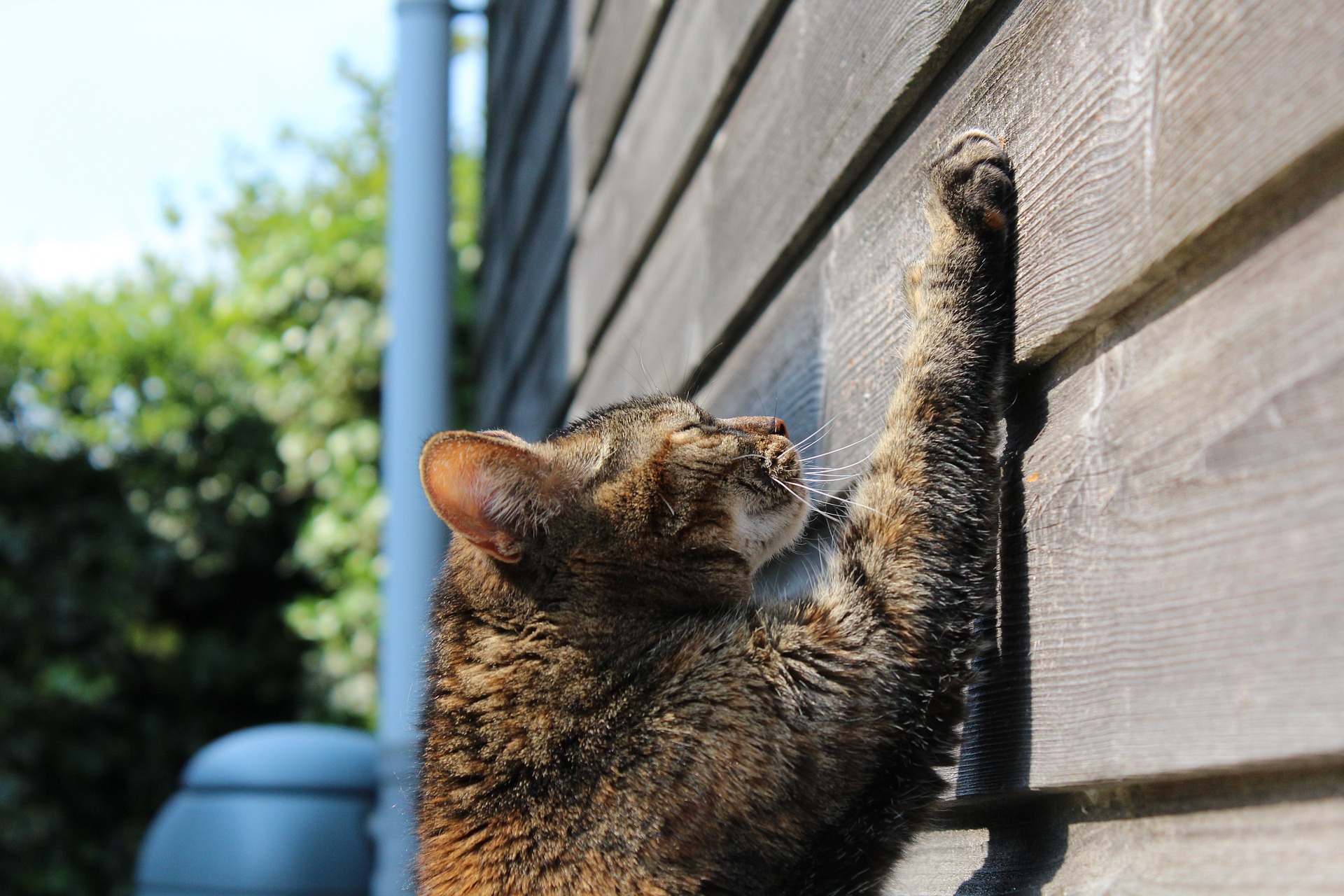 cat g59ed6469b 1920