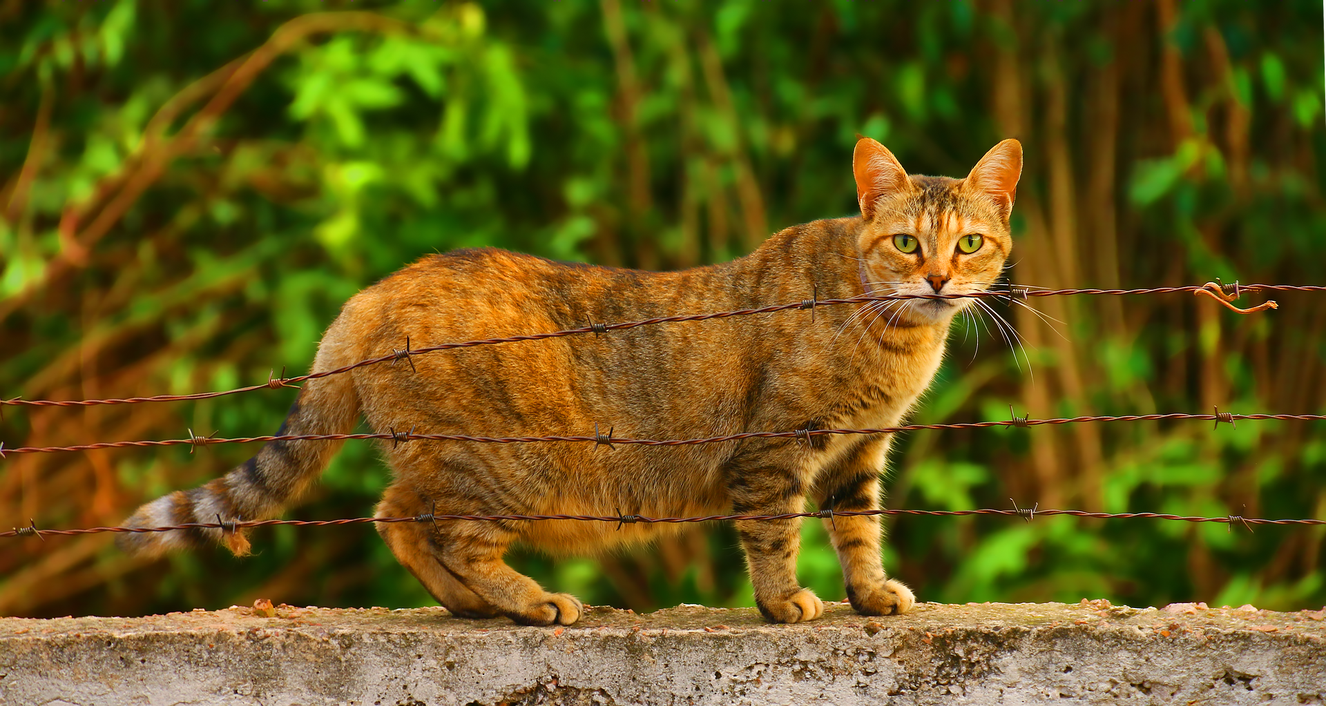 cat g5e8f80cd5 1920 1