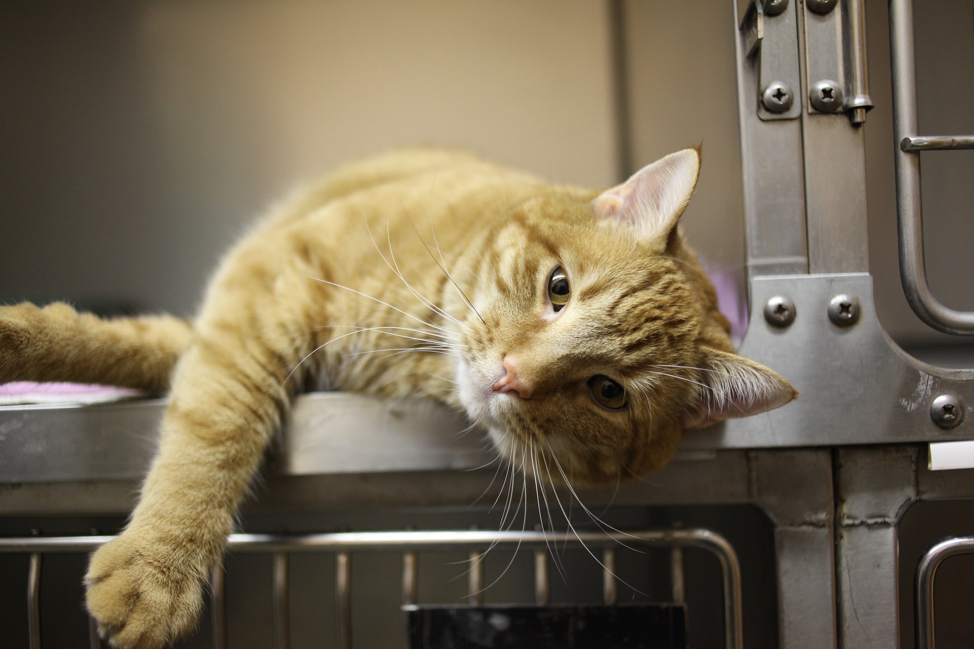 cat g96595e9fe 1920