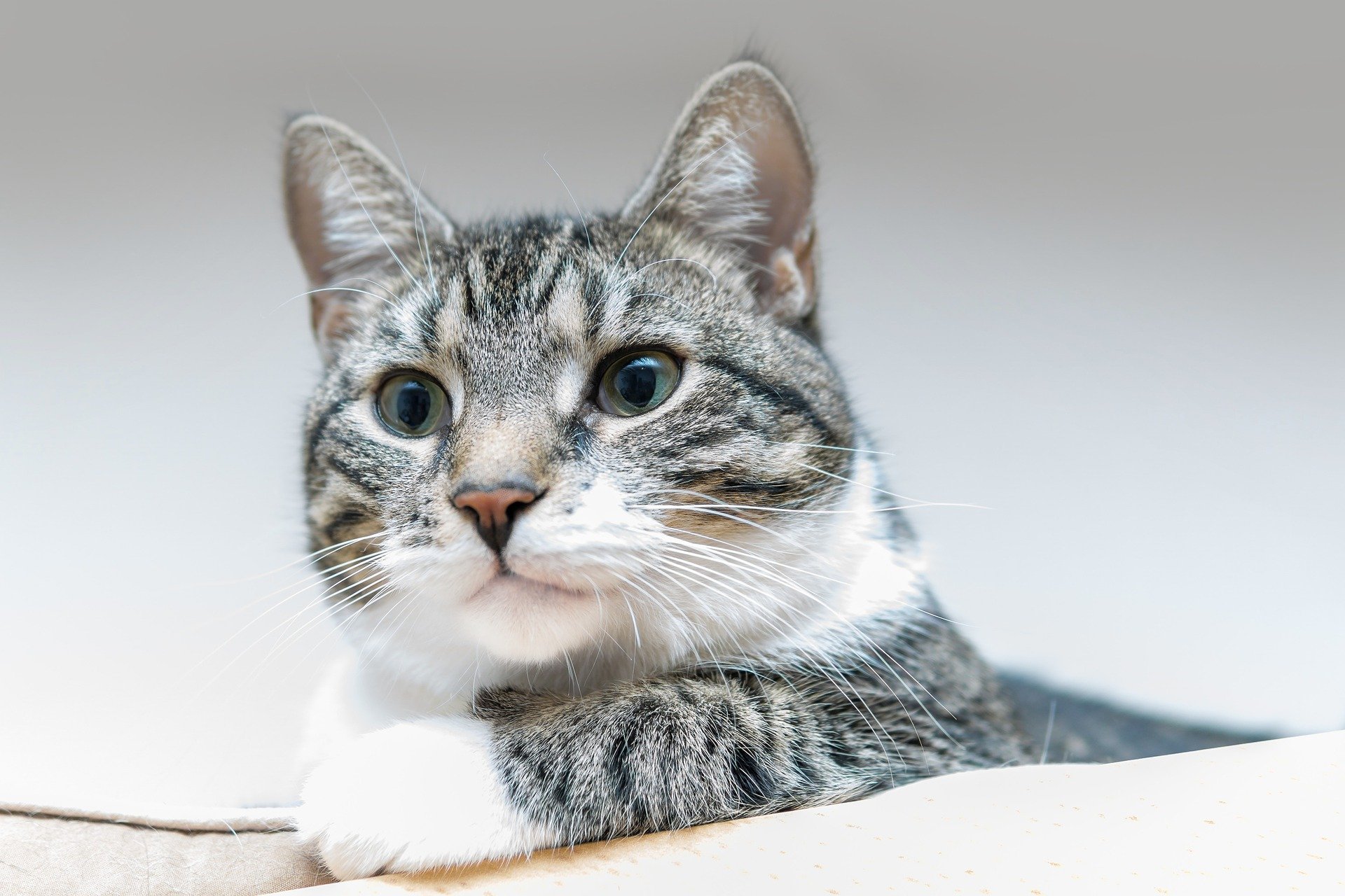 cat ga8ac16708 1920