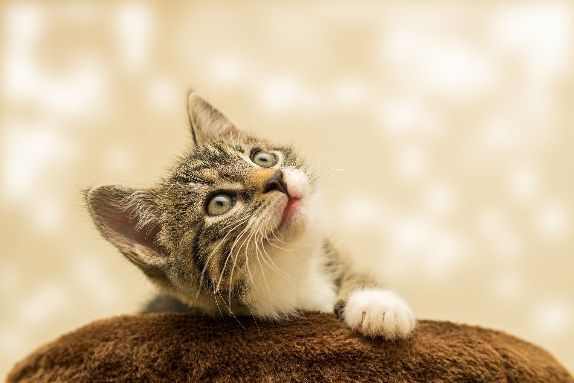 cat gc5d378660 1920
