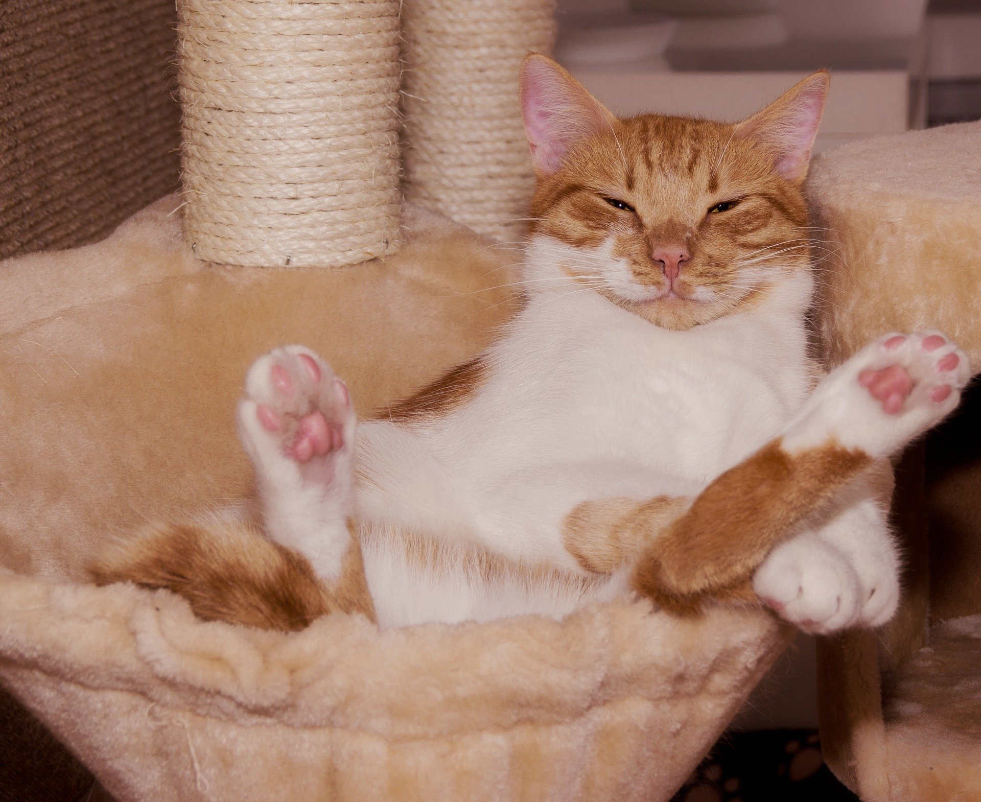 cat gce4f9d292 1920