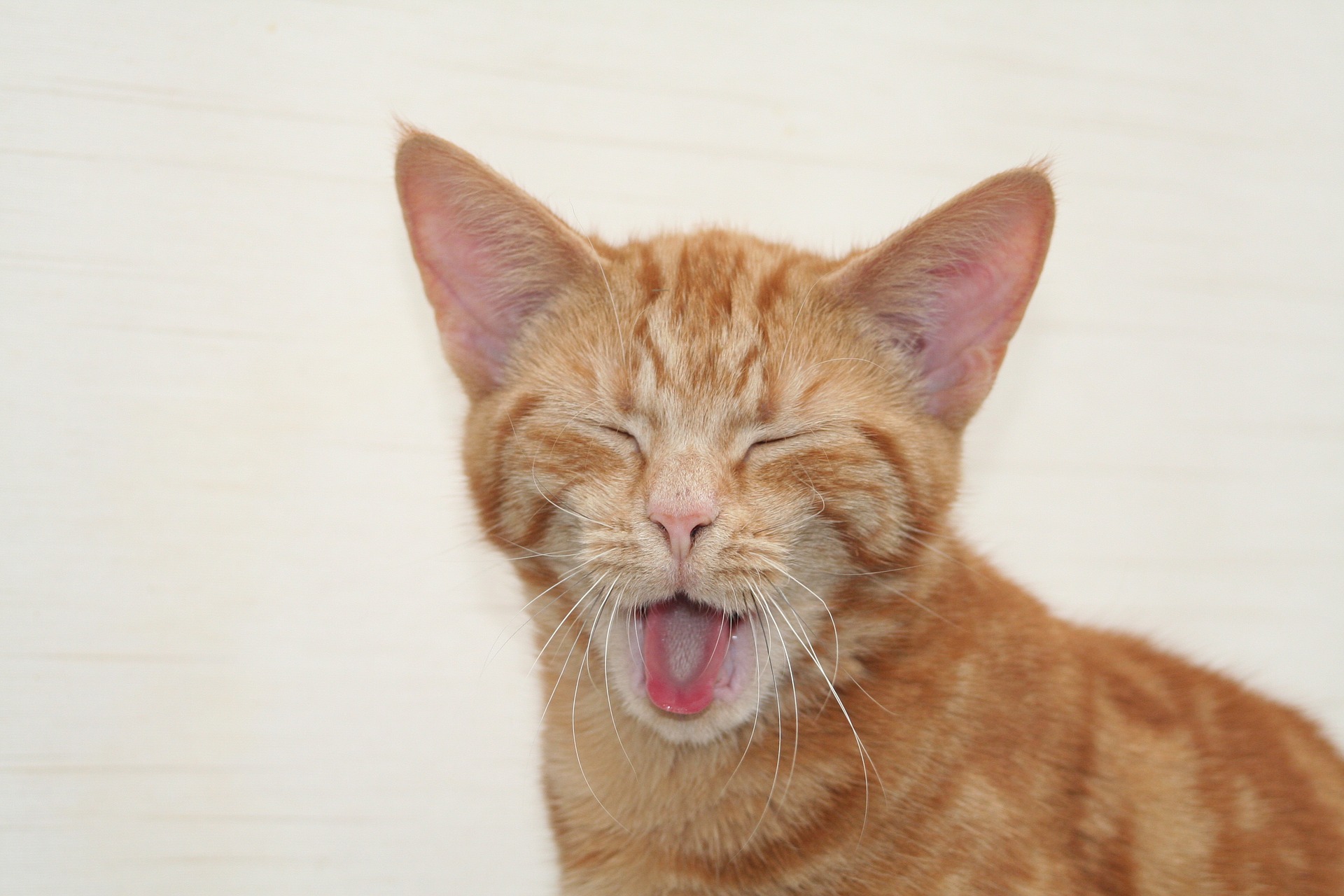 Wenn die Katze hustet Ursachen, Symptome, Behandlungstopps und Vorbeugung Haustierratgeber.de