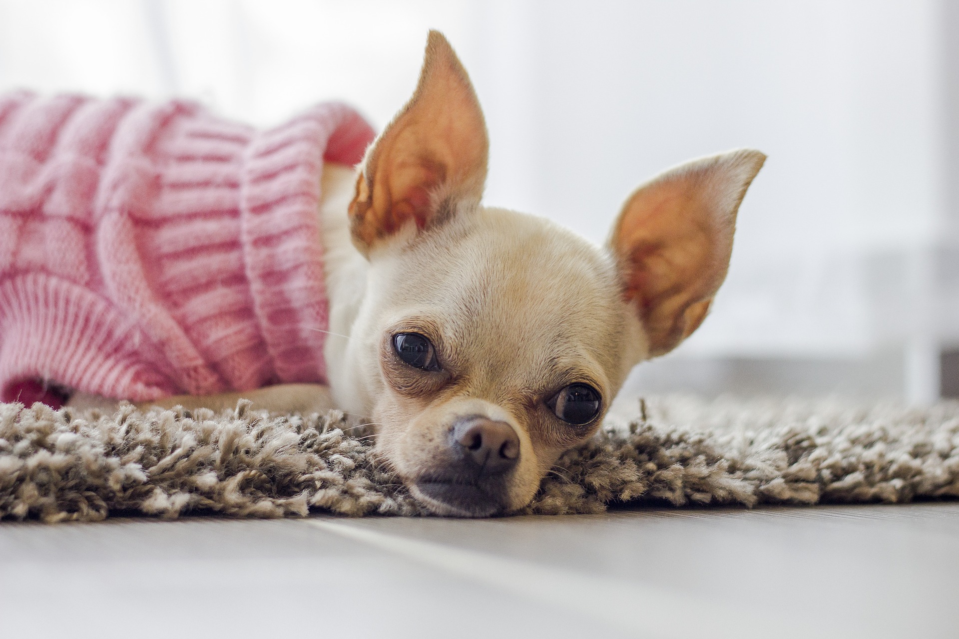 chihuahua g871487349 1920