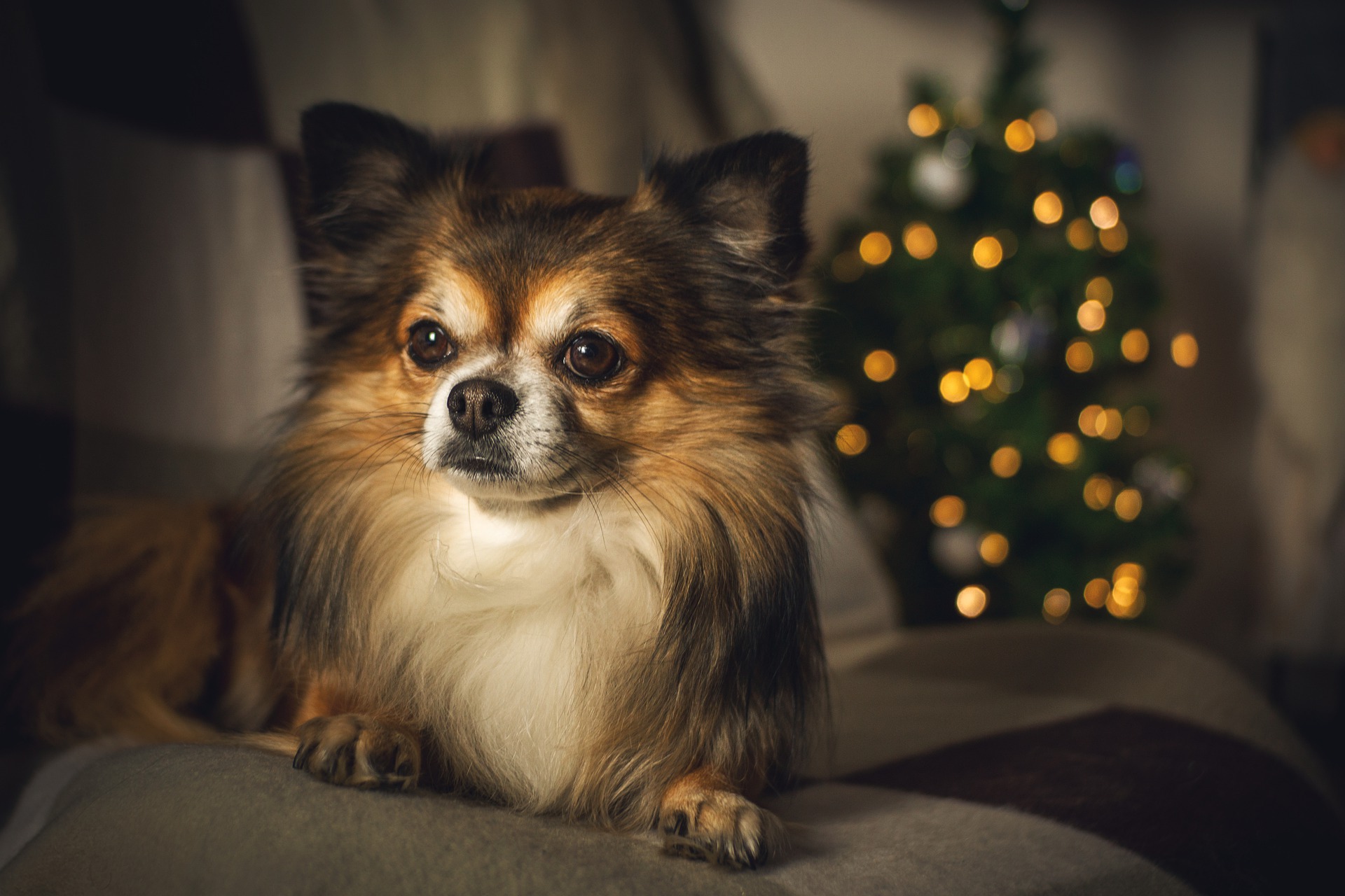 chihuahua gc3a0365fa 1920