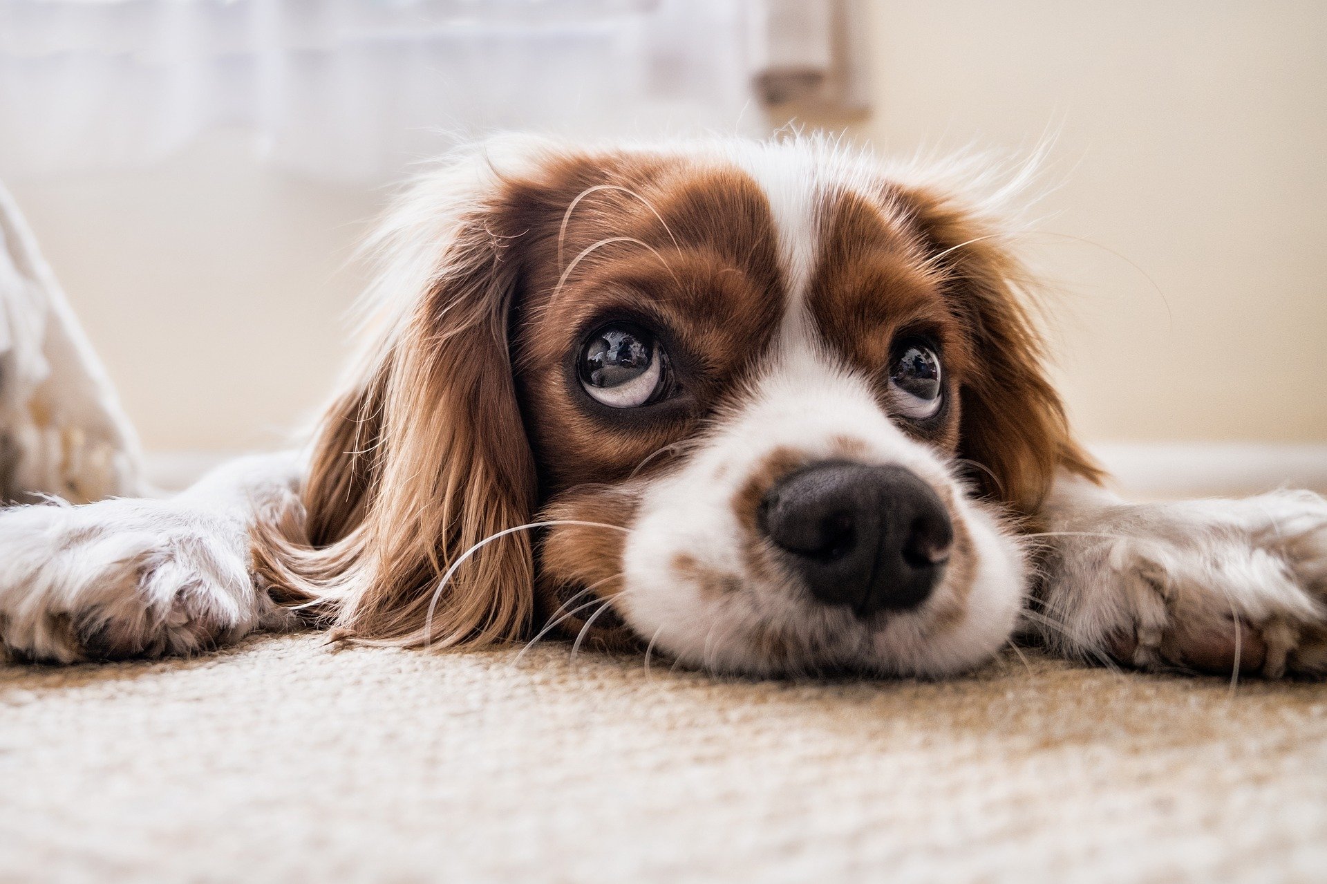 cocker spaniel gbaff94800 1920