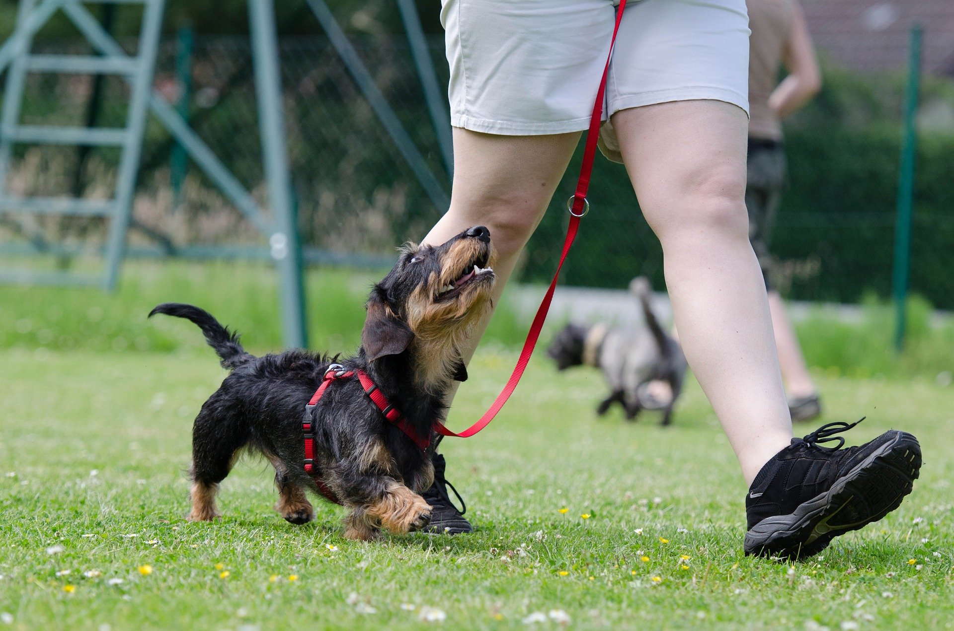 dachshund g78e0c847e 1920
