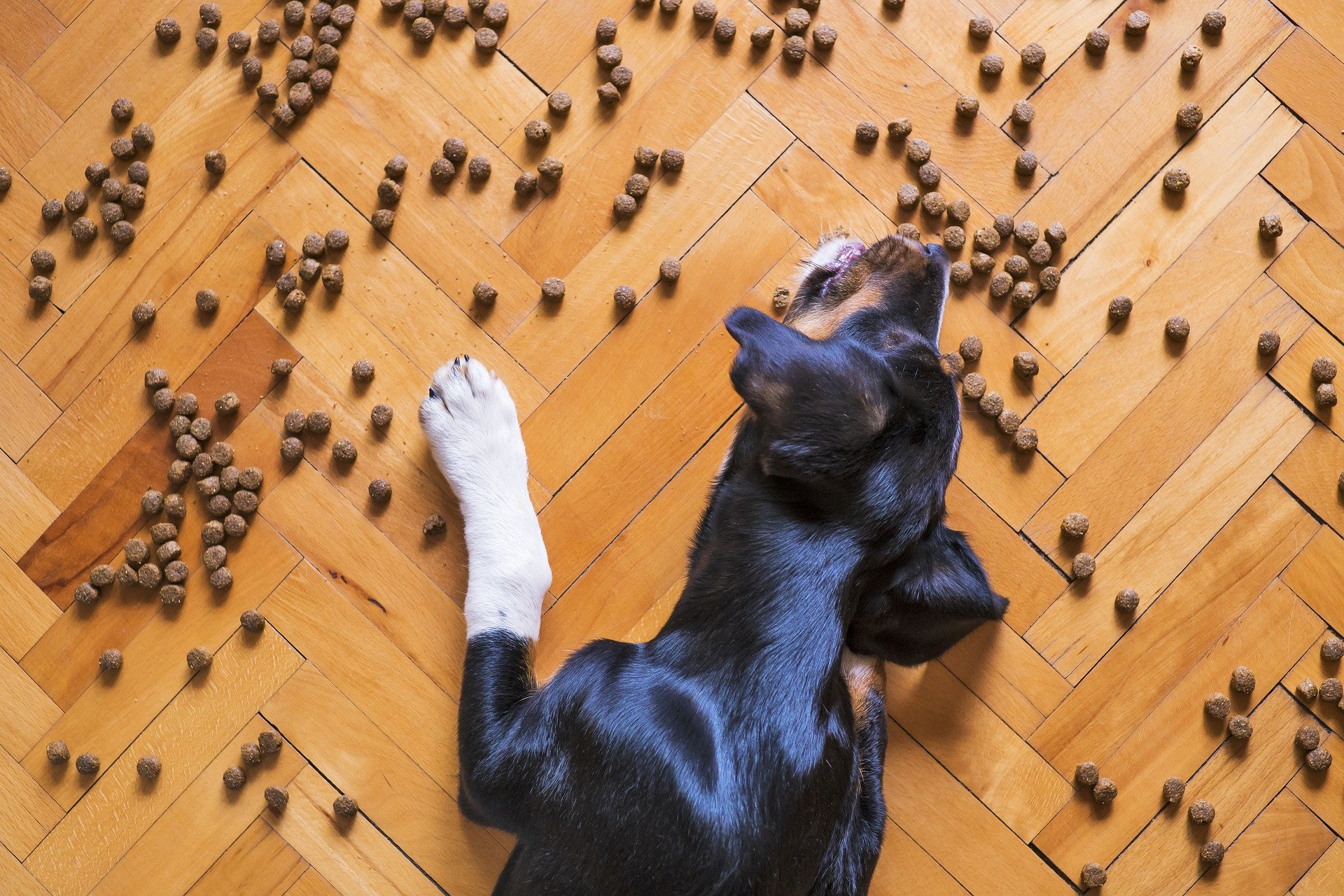 dog food ge62303761 1920